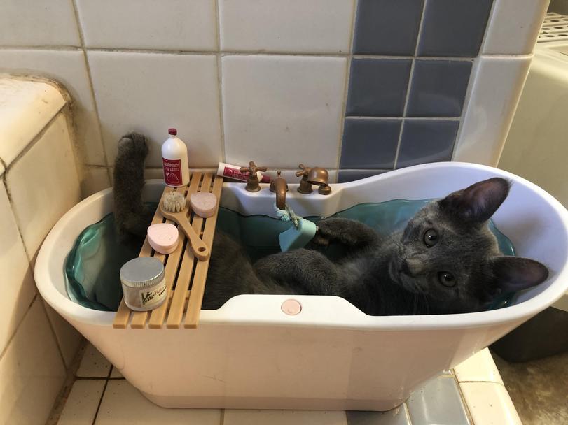 Bring some whiskey, yeah - cat, Humor, Bathing, Bathroom