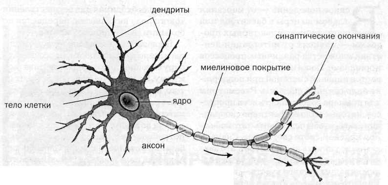 Как работает мозг - Моё, Мозг, Нейроны, Гормоны, Память