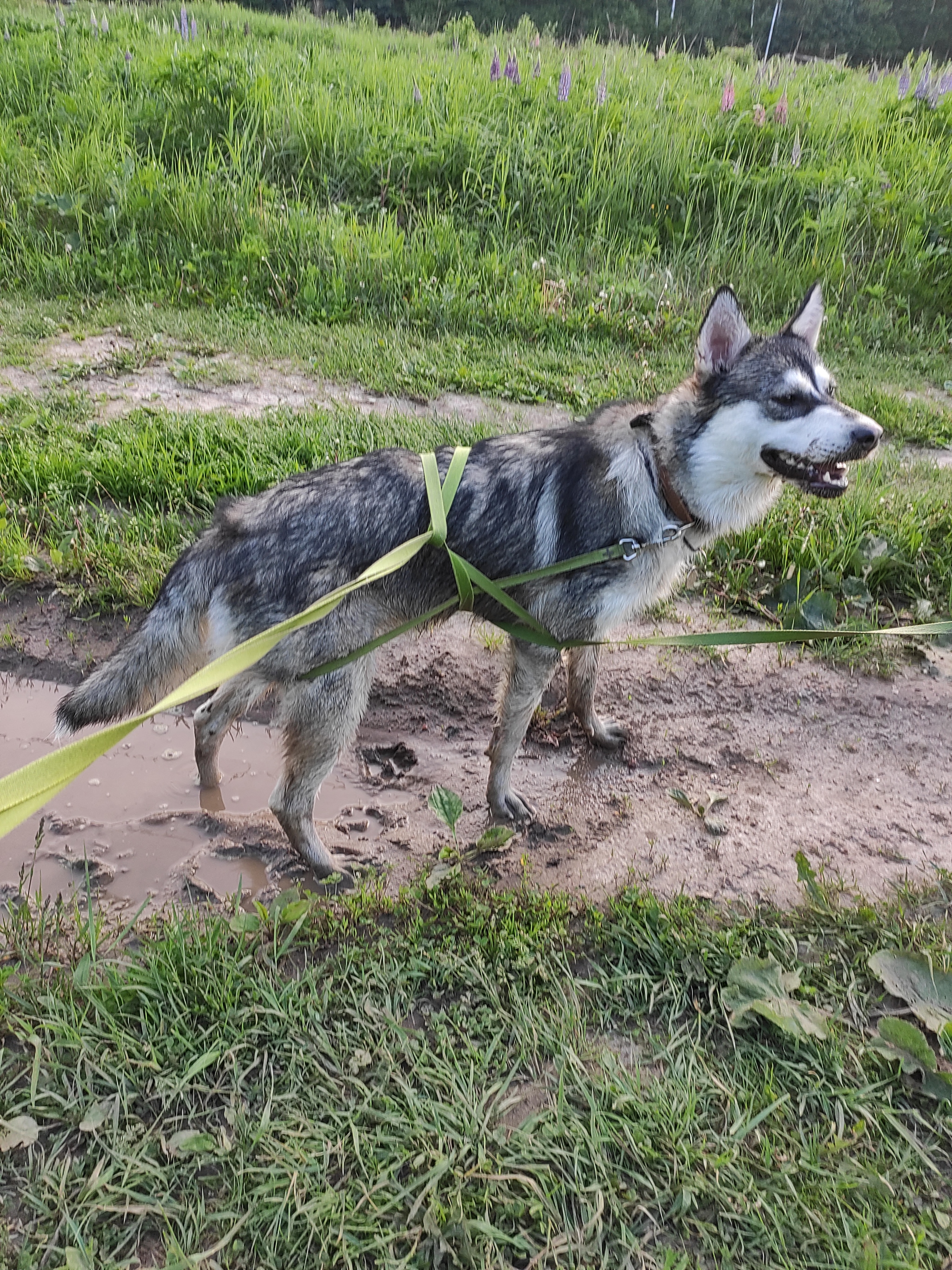 Meet Leo - My, Husky, Siberian Husky, Longpost, Dog