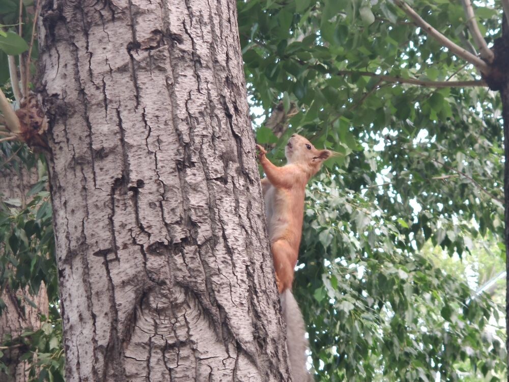 I caught a squirrel today - My, Squirrel, Town, Longpost