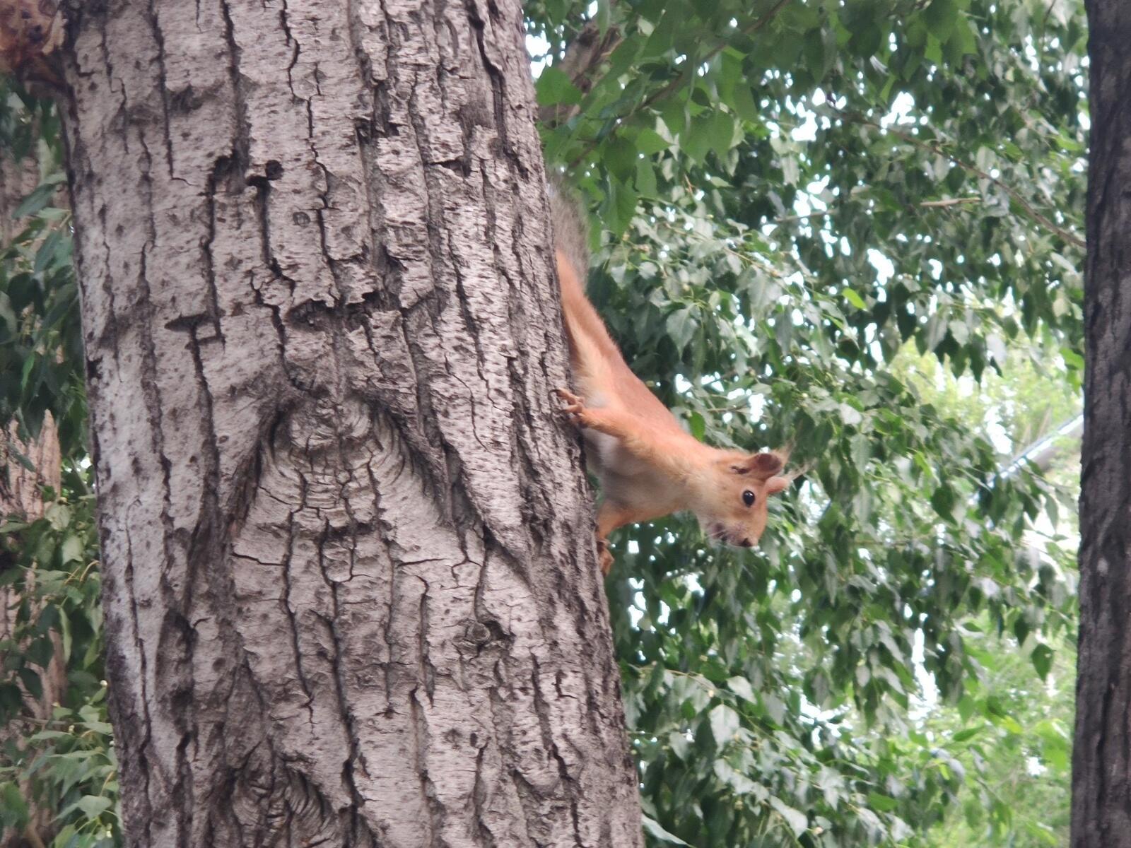 I caught a squirrel today - My, Squirrel, Town, Longpost