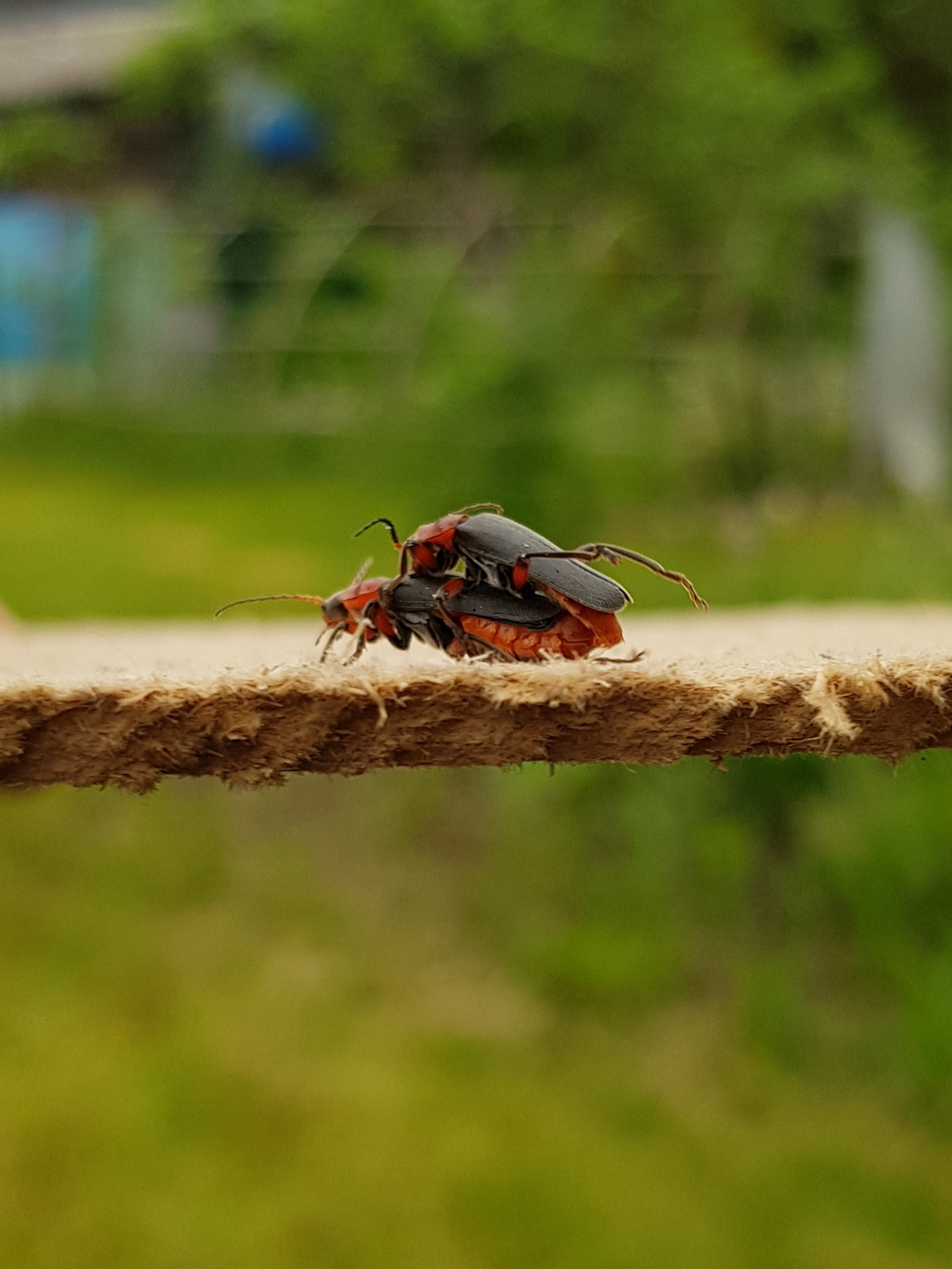 Due to poor internet, I have to look at bugs at the dacha - My, Dacha, Жуки, Pairing