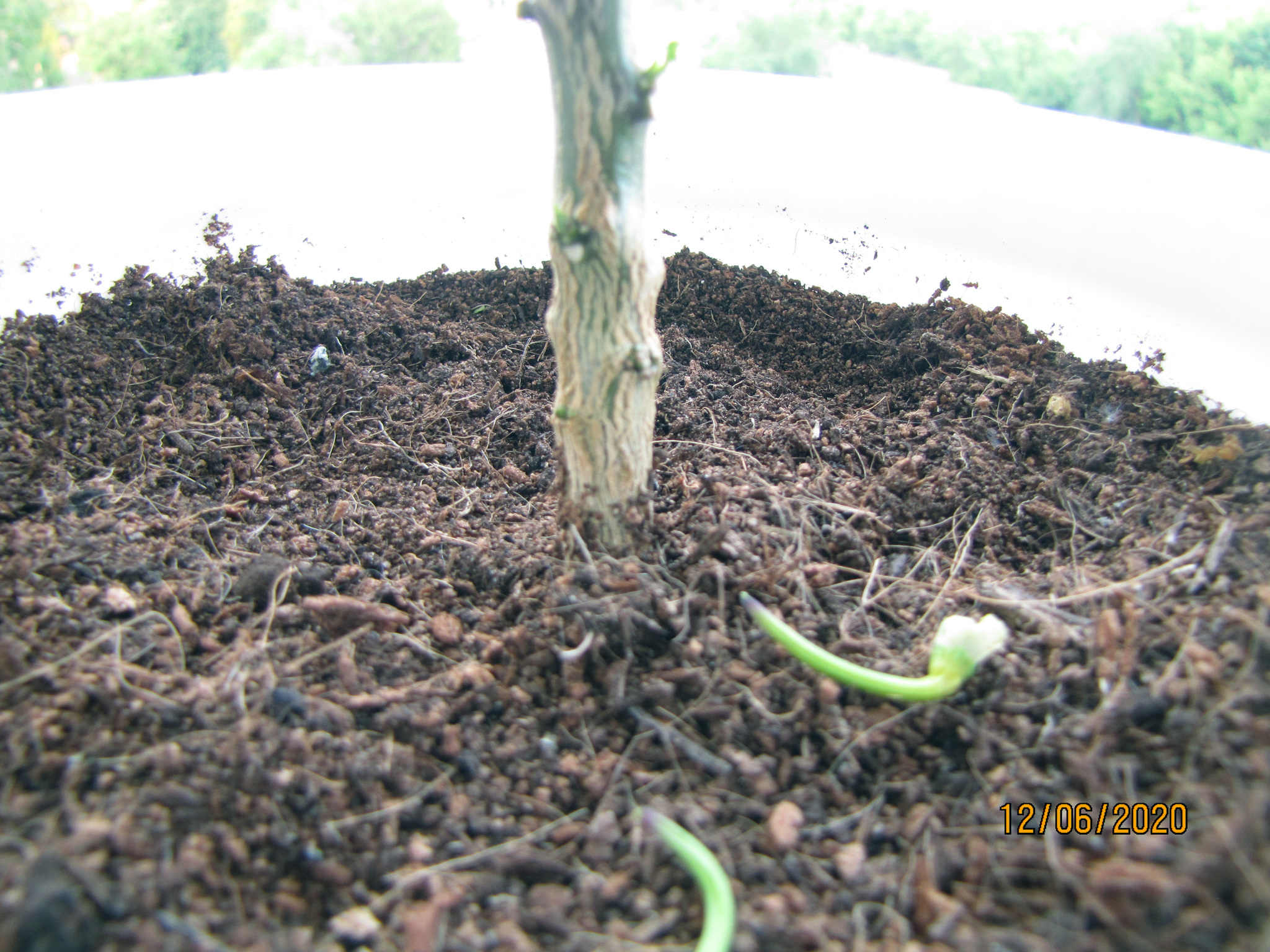 Carolina Reaper. Little Reapers :D - My, Hot peppers, Vegetable garden on the windowsill, Hydroponics, Pepper farming, Longpost