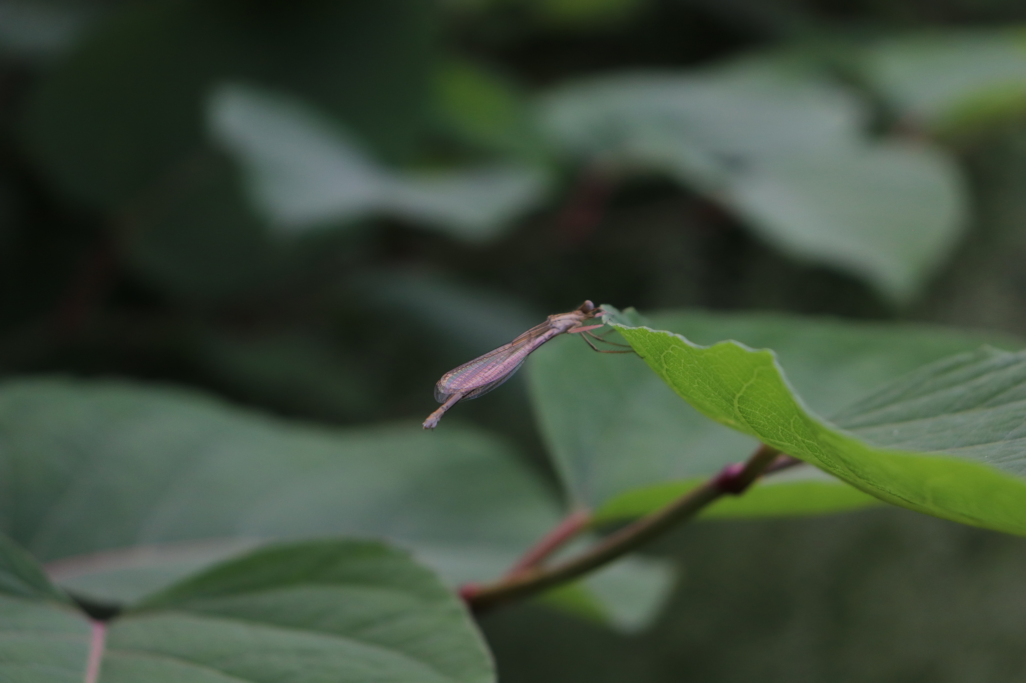 Флора и лесная живность - Моё, Canon 200D, Лес, Природа, Длиннопост