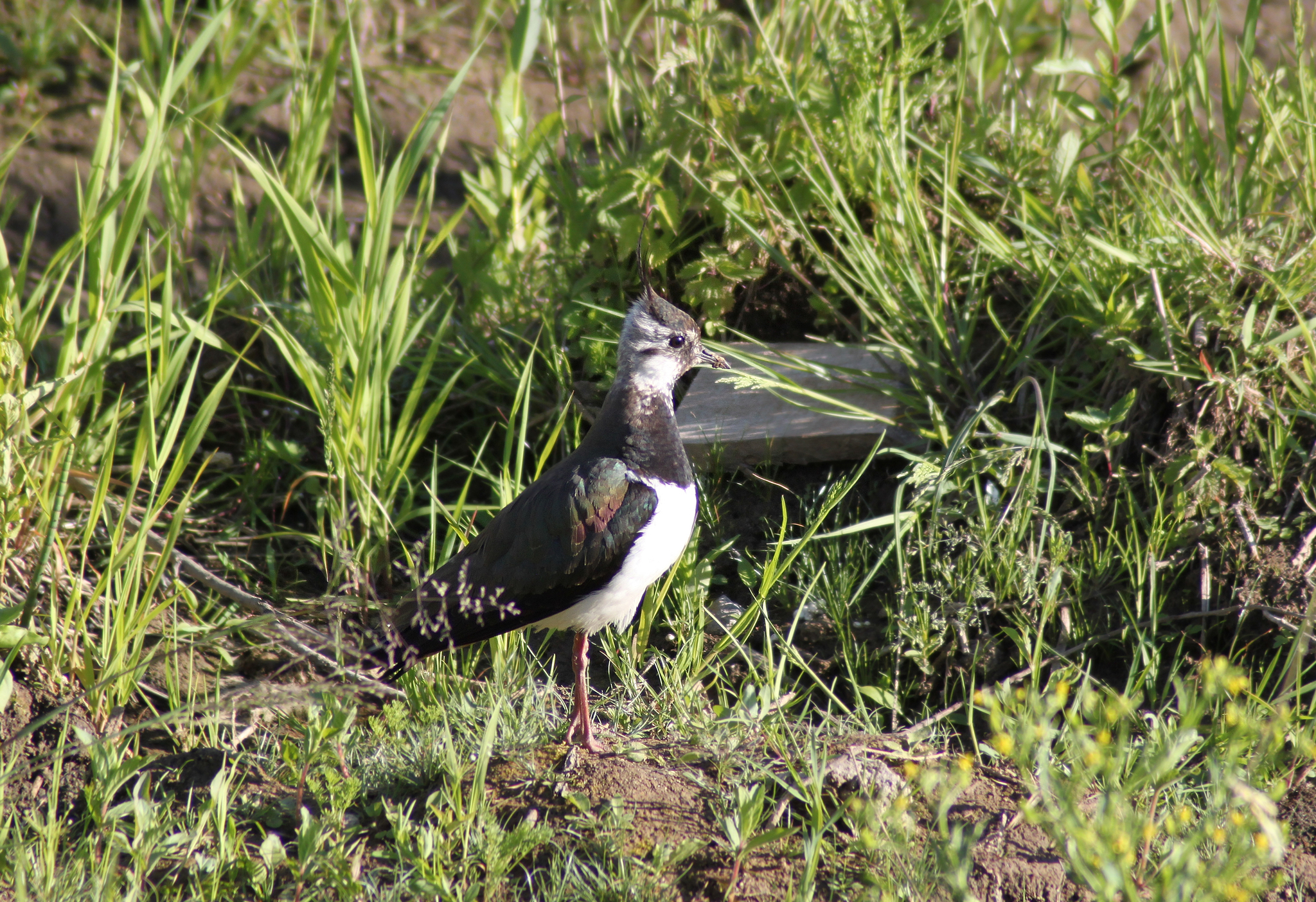 First meeting with lapwing - My, Birds, Bird watching, Nature, Longpost