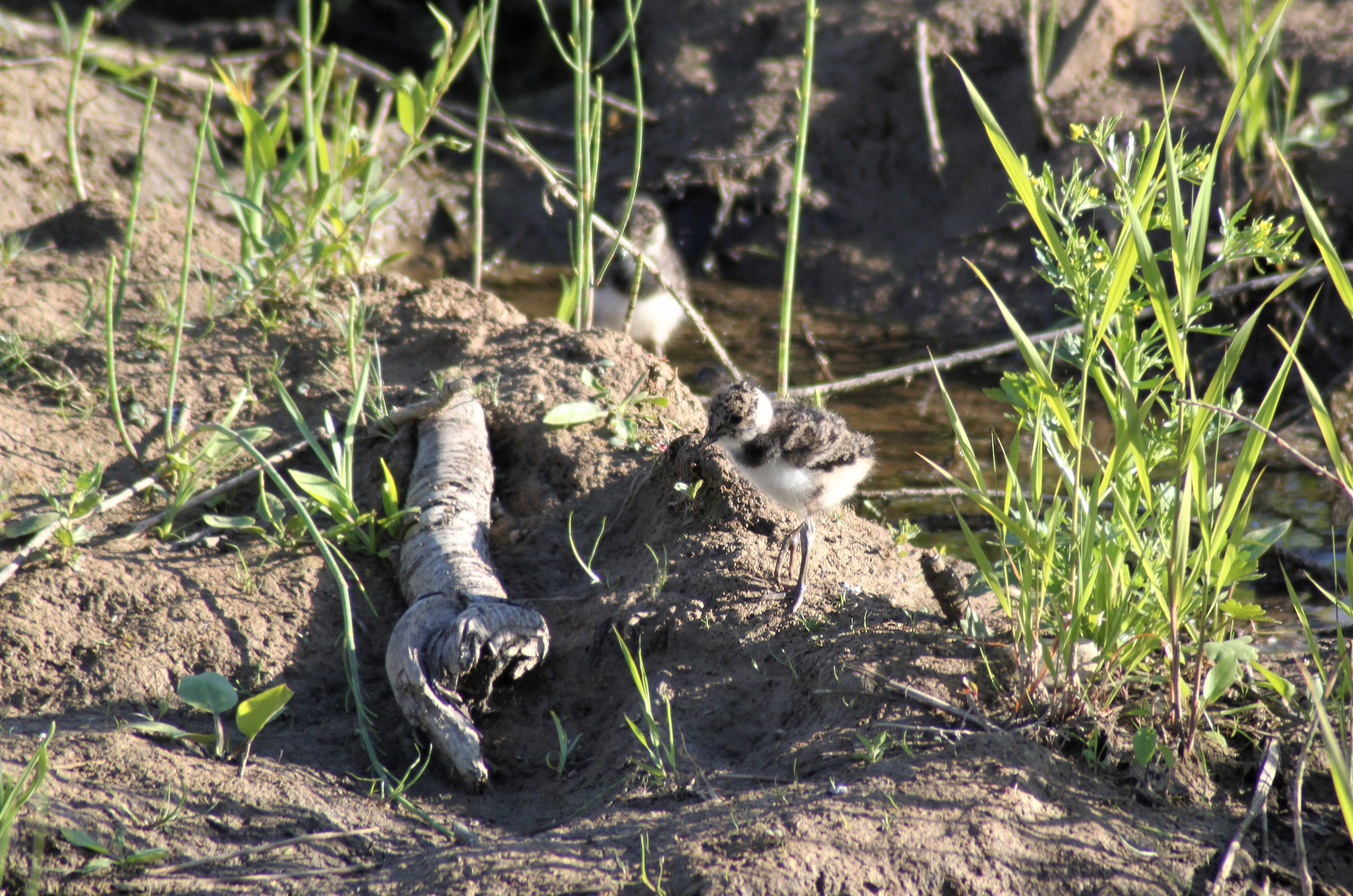 First meeting with lapwing - My, Birds, Bird watching, Nature, Longpost