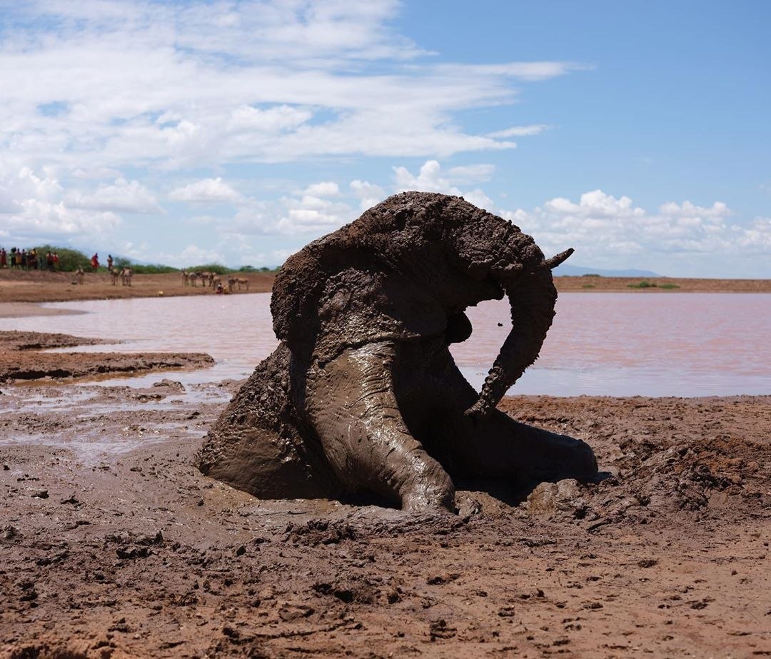 In northern Kenya, in the Nanapa Nature Reserve, an elephant is stuck up to the top of its head in a mud bog on the edge of a dam. - Elephants, People, Kindness, Kenya, Animal Rescue, Longpost, Swamp