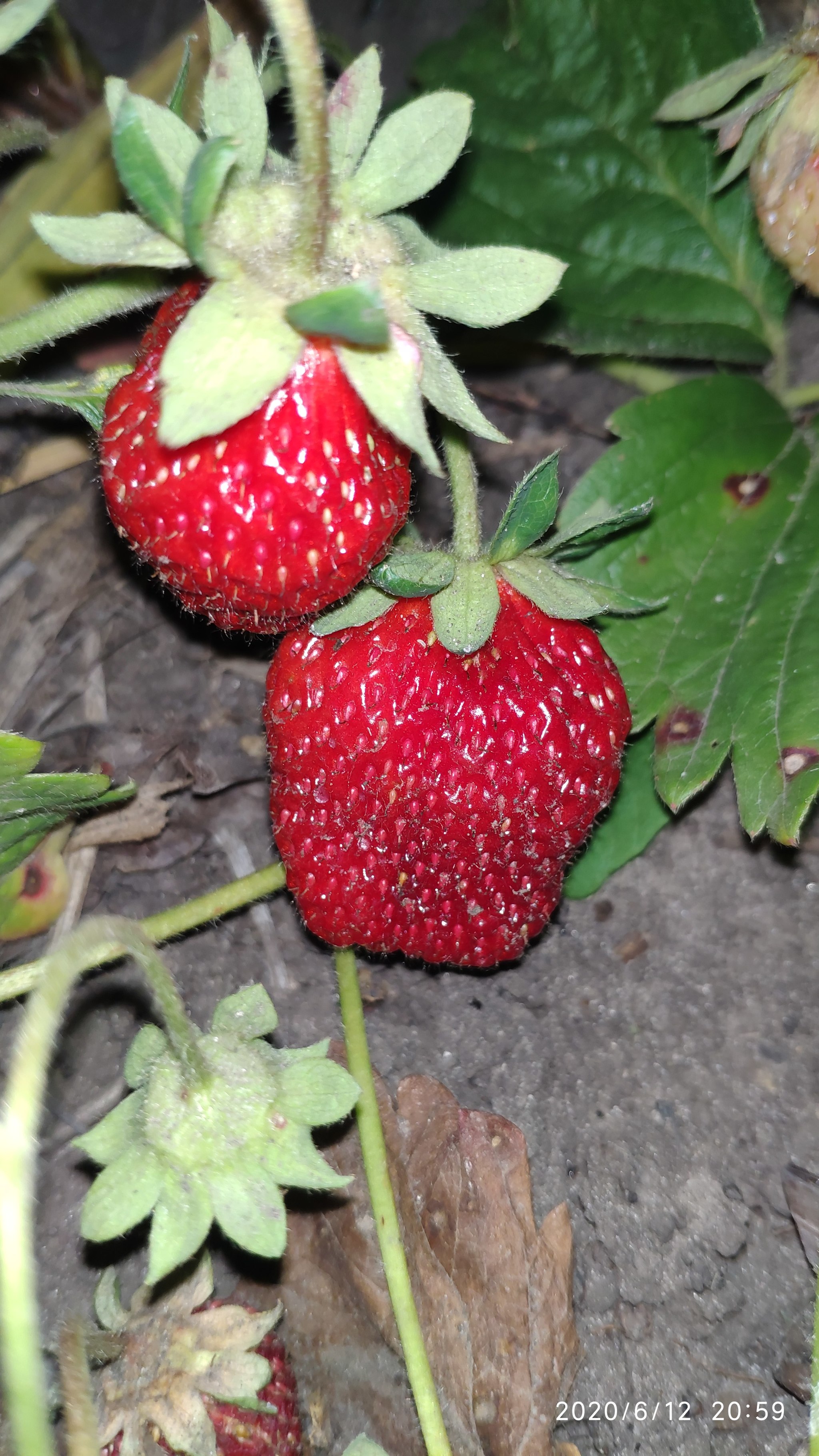 Some photos from rural life #2 - Dacha, Flowers, Plants, Strawberry (plant), Longpost