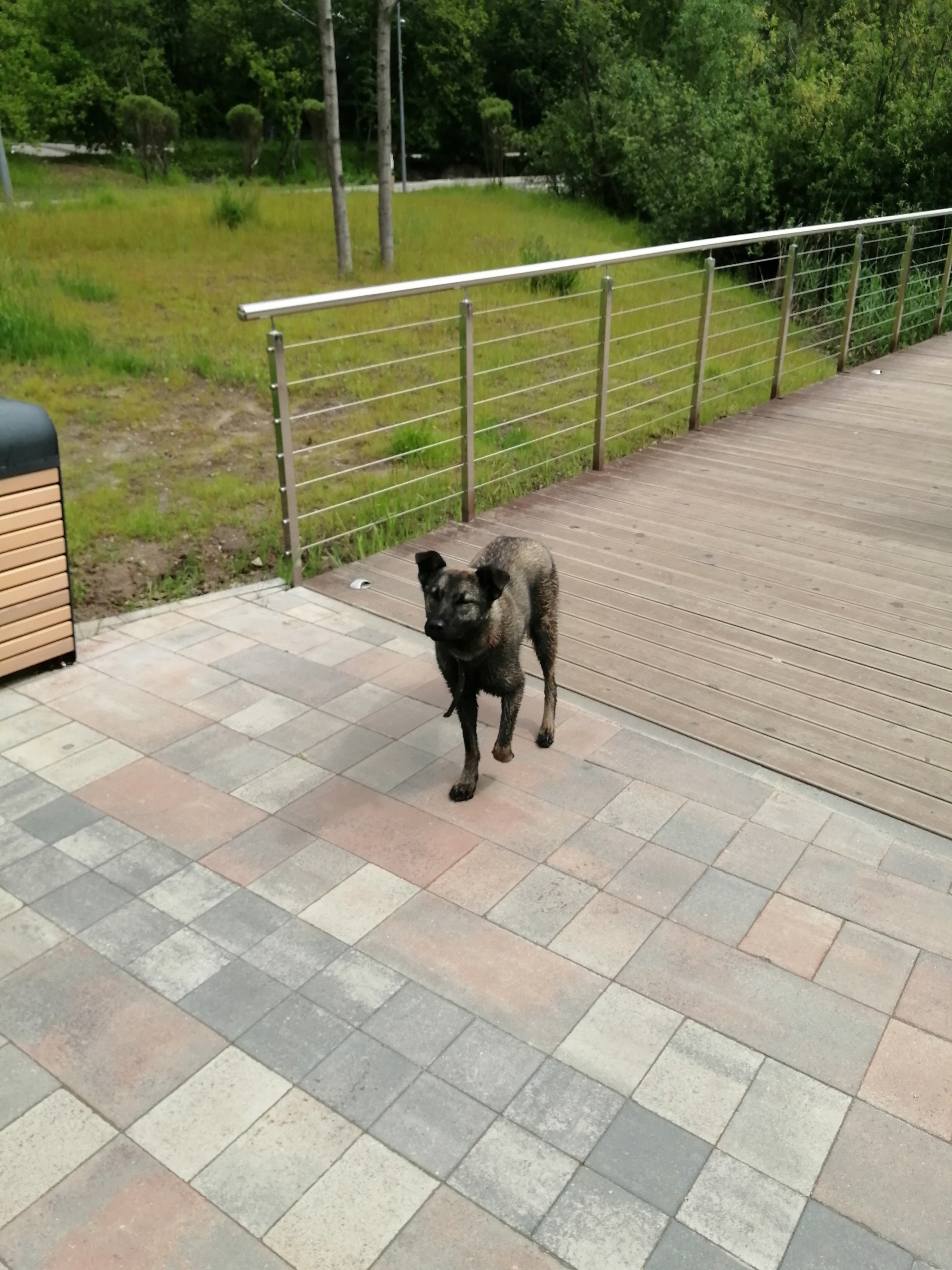 Lost dog - My, Dog, Lost, No rating, Longpost, Pushkino, Found a dog