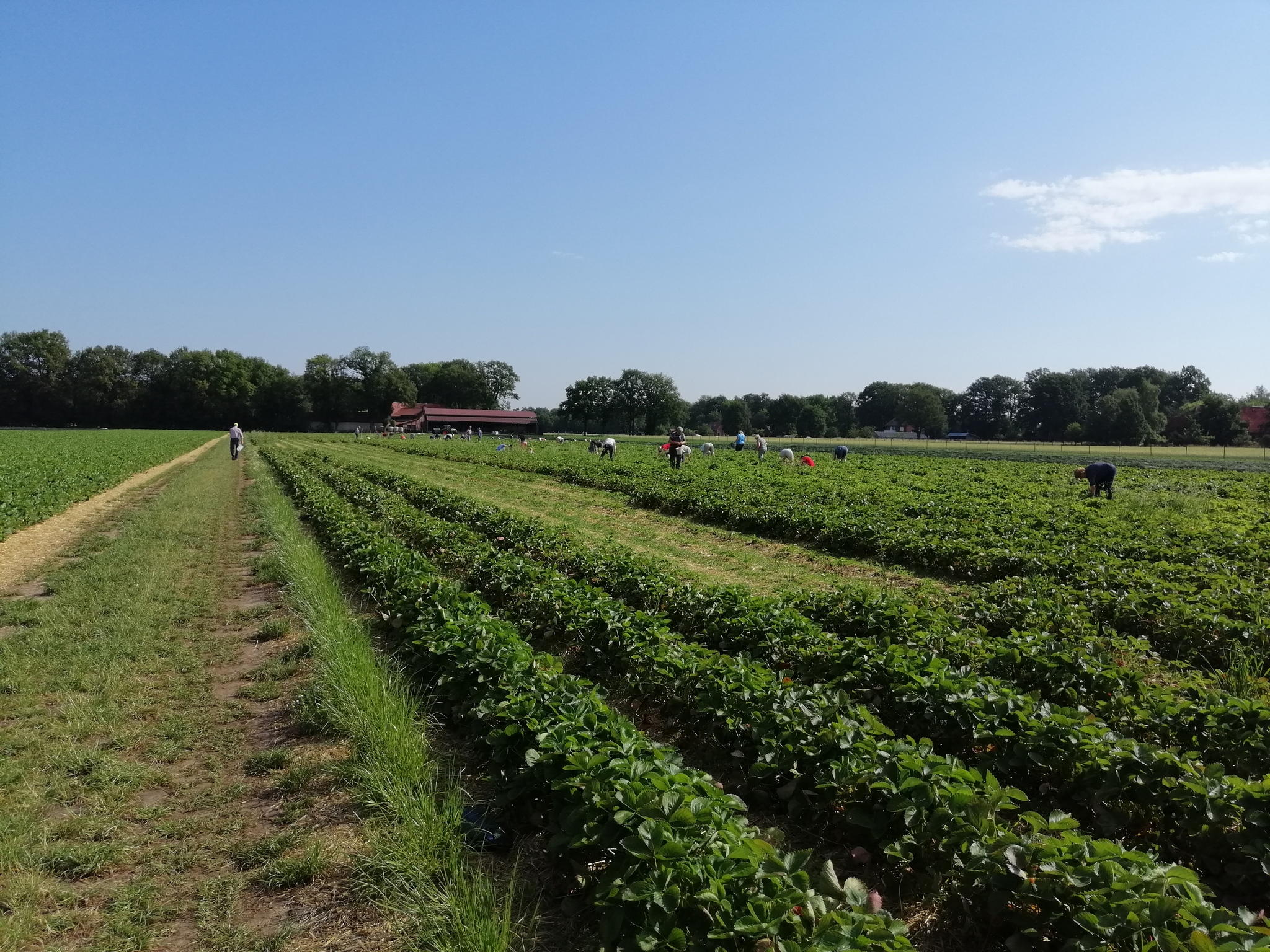 Strawberries from a field in Germany - My, Strawberry (plant), Berries, Germany, Yummy, Longpost