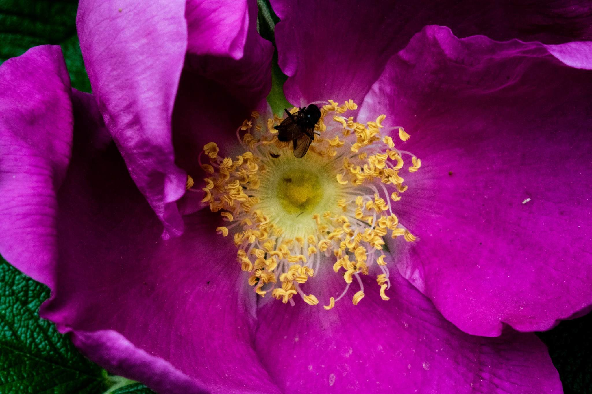 The splendor of all colors...or milky bokeh? - My, Nikon, Helios, Industar, Soviet optics, Macro photography, Picture with text, The photo, Flowers, Longpost