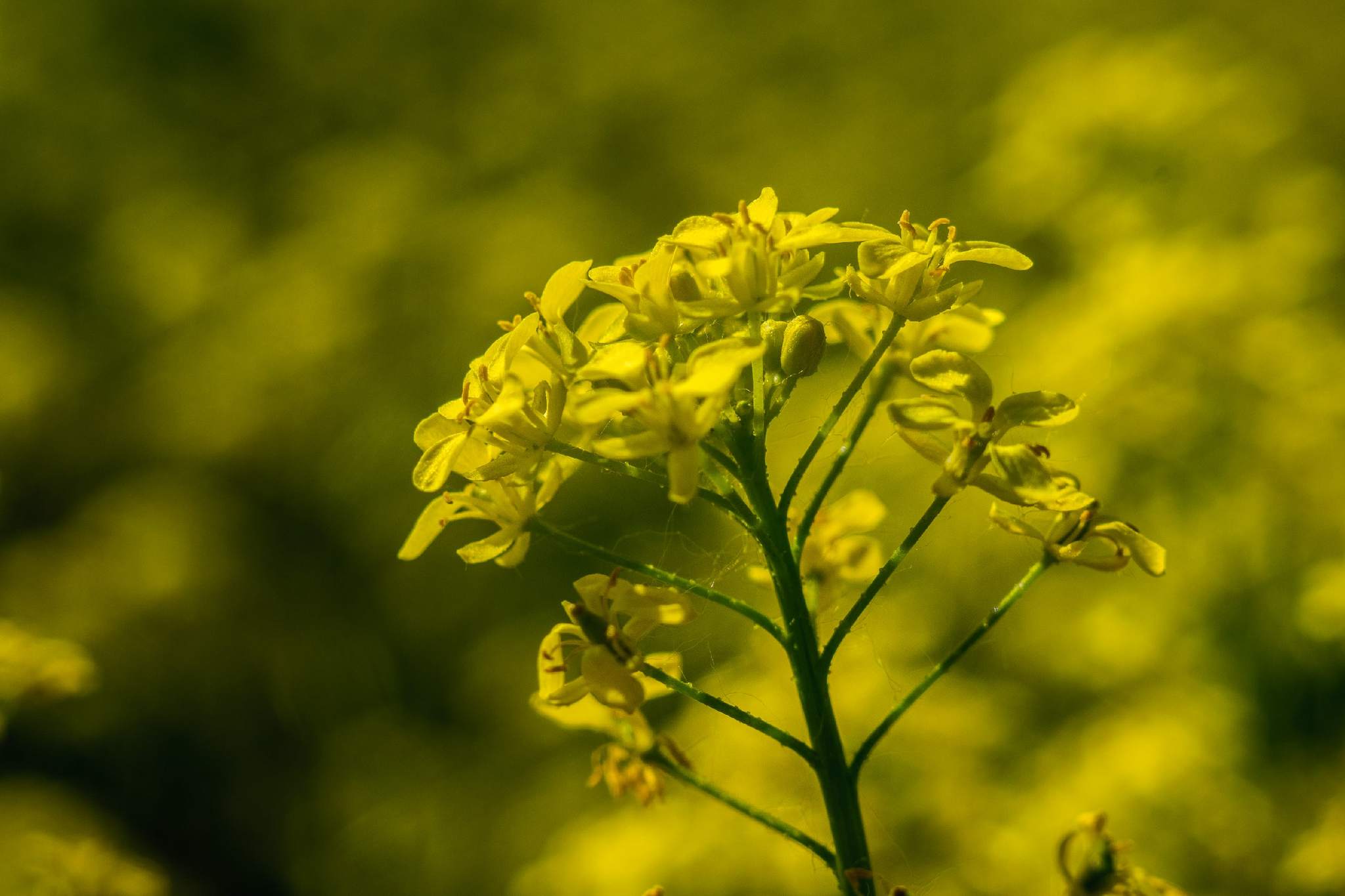 The splendor of all colors...or milky bokeh? - My, Nikon, Helios, Industar, Soviet optics, Macro photography, Picture with text, The photo, Flowers, Longpost