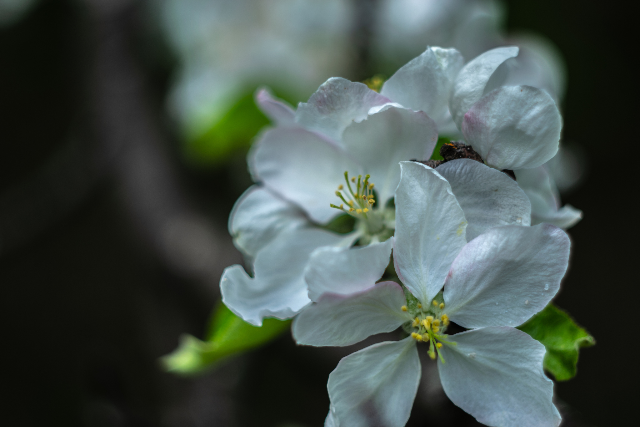 The splendor of all colors...or milky bokeh? - My, Nikon, Helios, Industar, Soviet optics, Macro photography, Picture with text, The photo, Flowers, Longpost