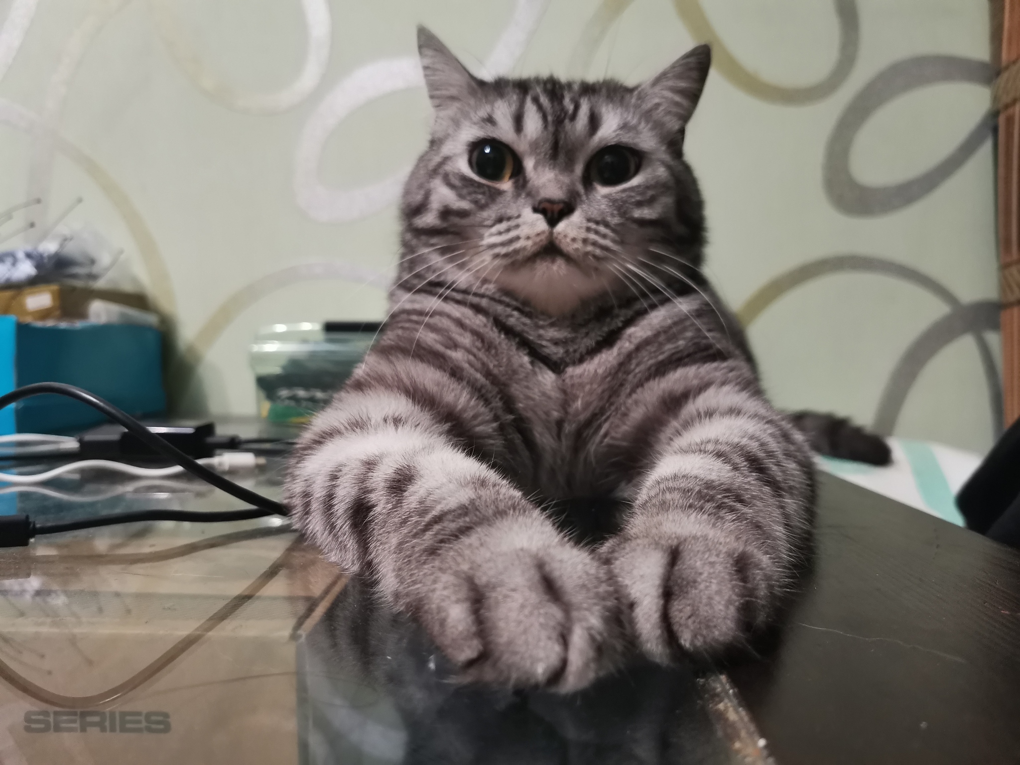 Cat mafia boss - Boss, cat, Animals