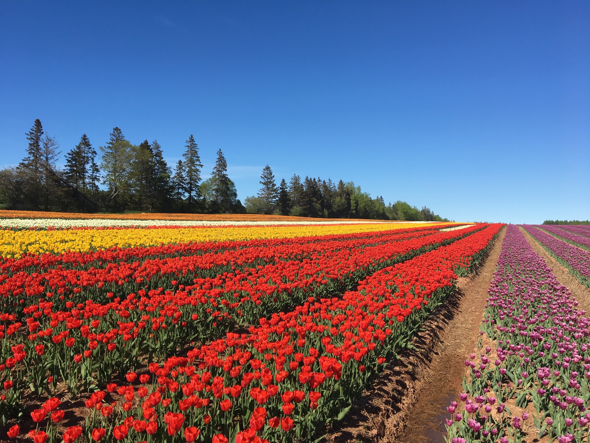 Prince Edward Island. Tulip fields - My, Canada, Tulips, Immigration, Living abroad, Longpost