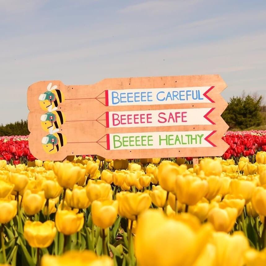 Prince Edward Island. Tulip fields - My, Canada, Tulips, Immigration, Living abroad, Longpost