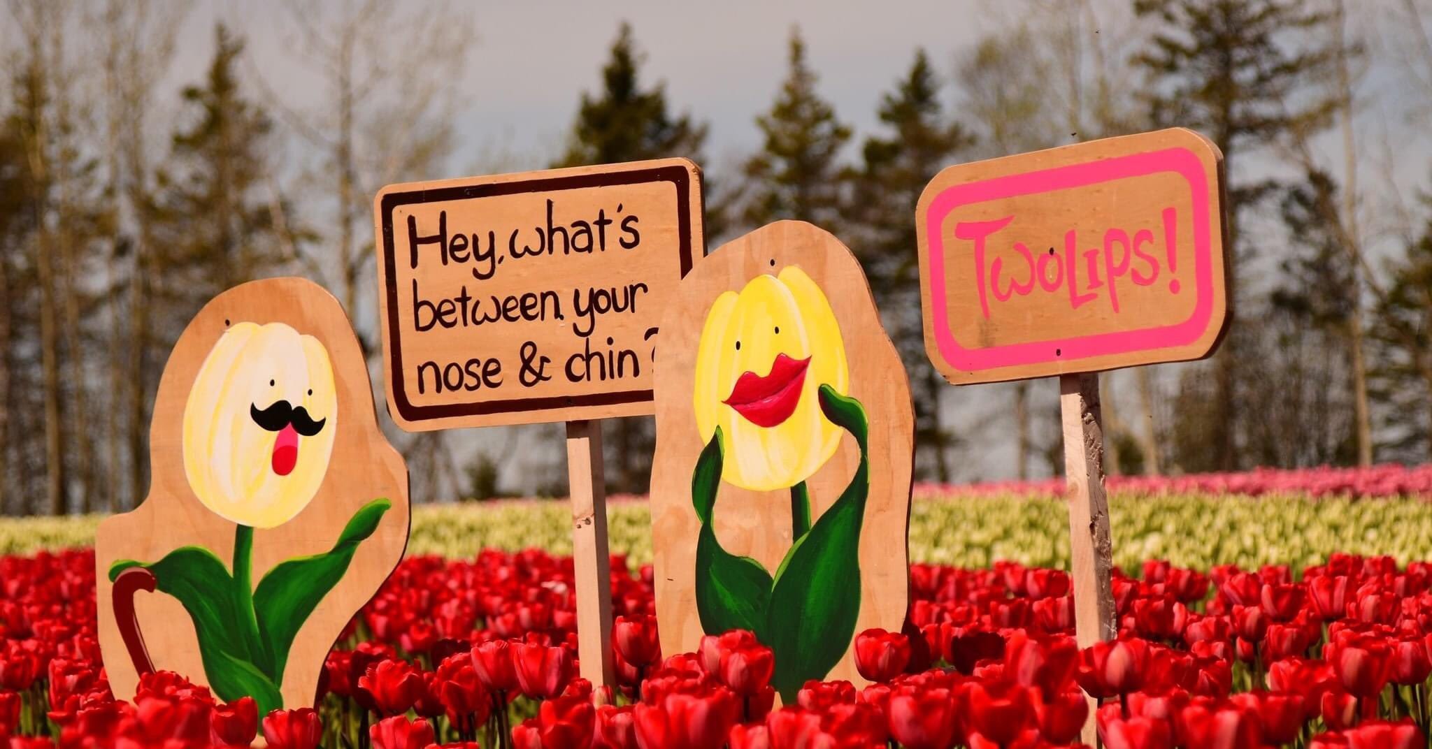 Prince Edward Island. Tulip fields - My, Canada, Tulips, Immigration, Living abroad, Longpost