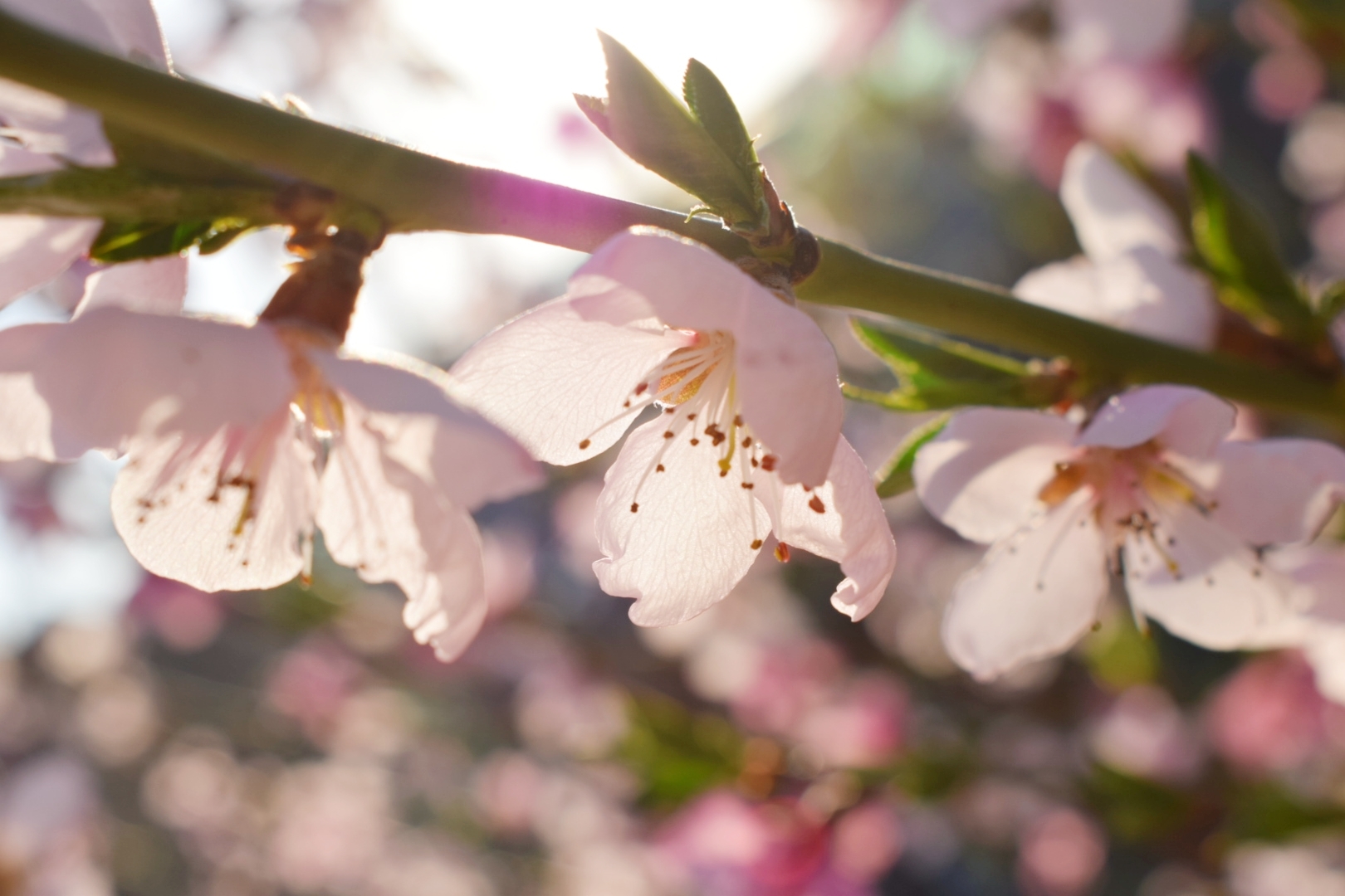 Peach flowers - My, Spring, Flowers, Nature, Longpost