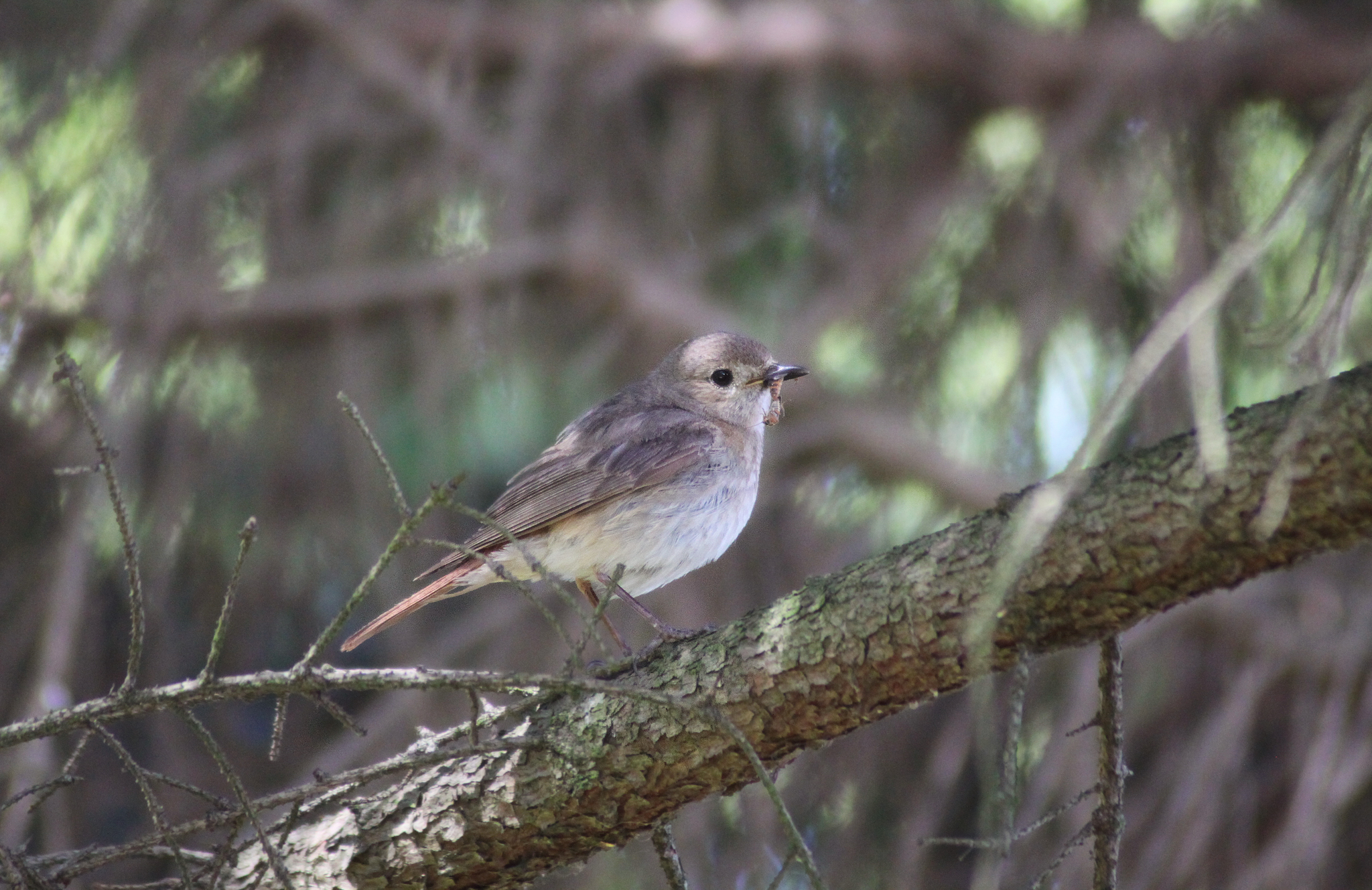 Birds with a fiery tail - My, Bird watching, Nature, Birds, Longpost