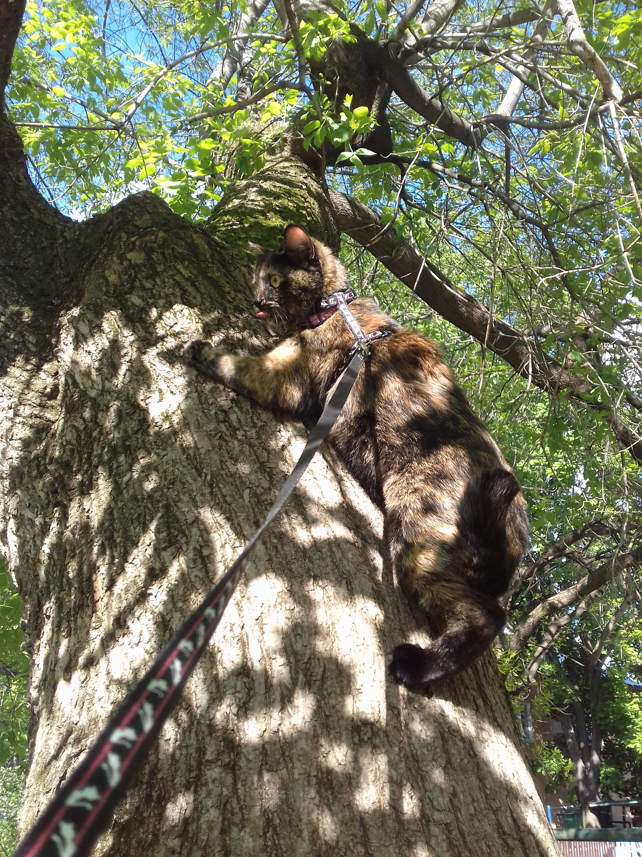 Strange cat - My, Tricolor cat, cat, Longpost, Tree