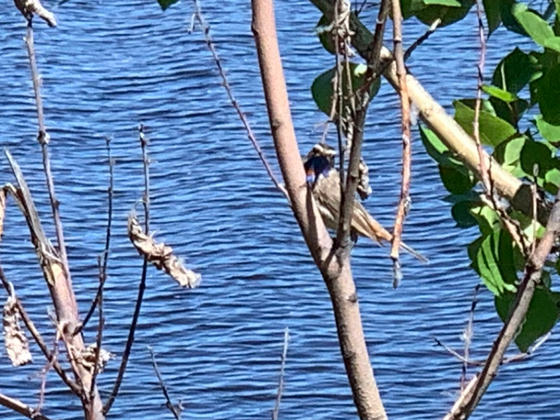 What kind of bird? - My, Bird identification, Kazan