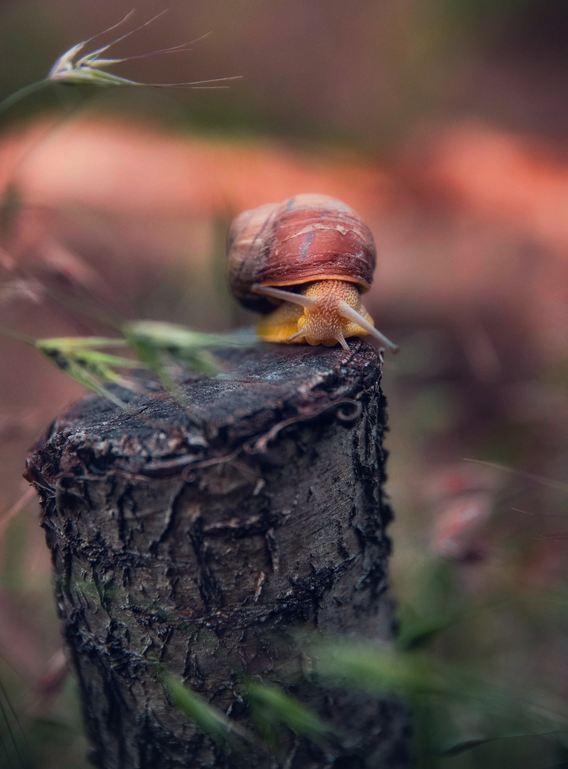 Snail - Snail, Stump, The photo