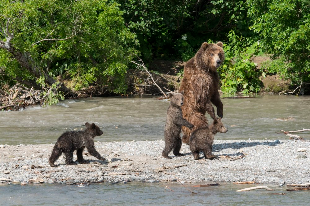 There are too many bears around... It's dangerous for kids! - The Bears, Brown bears, Young, Danger, Caution, wildlife, Kamchatka, Reserves and sanctuaries