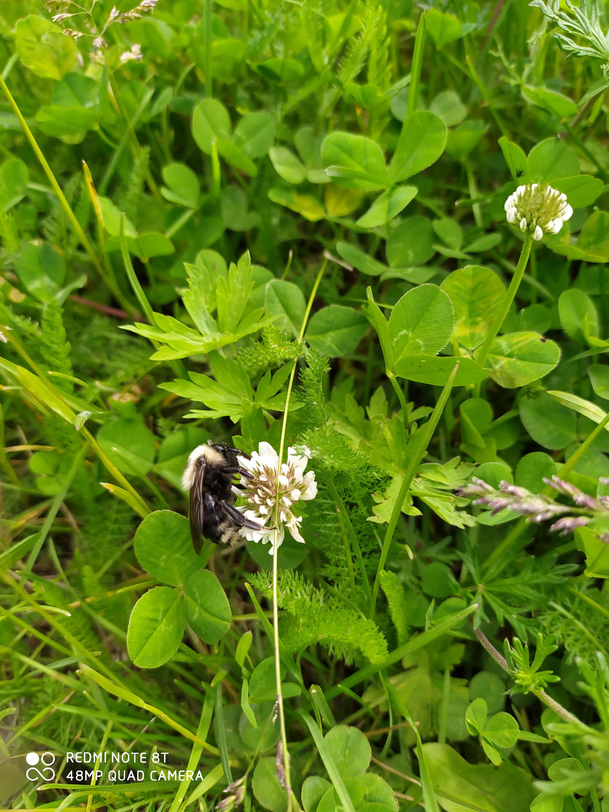 Just a bumblebee on a clover flower - My, The photo, Bumblebee, Nature