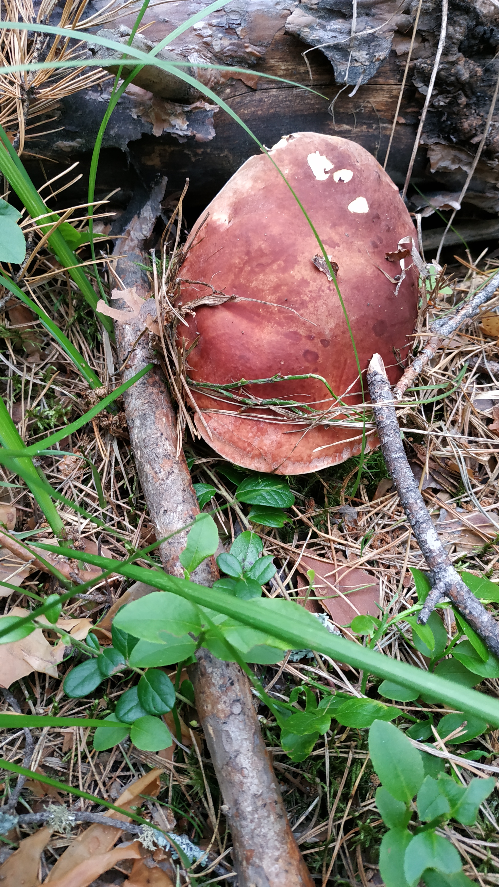 Mushrooms-3 - My, Mushrooms, Walk in the woods, Silent hunt, Longpost