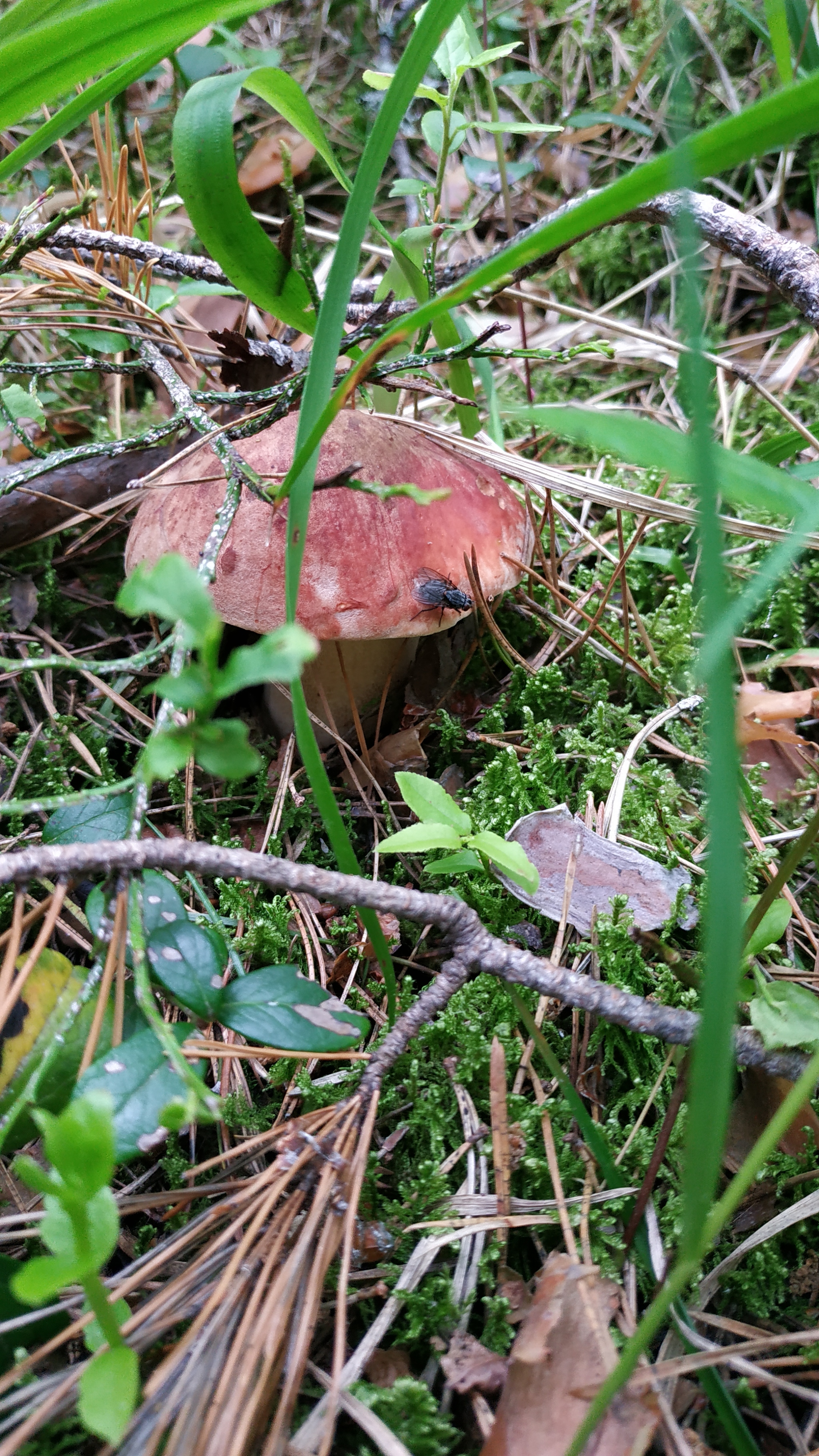 Mushrooms-3 - My, Mushrooms, Walk in the woods, Silent hunt, Longpost