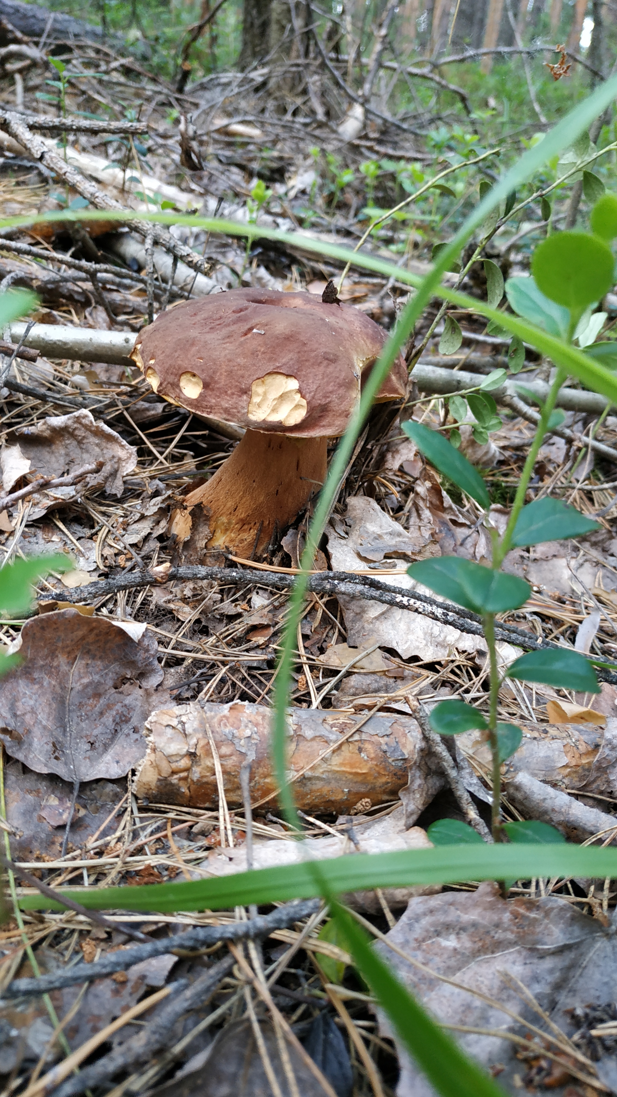 Mushrooms-3 - My, Mushrooms, Walk in the woods, Silent hunt, Longpost