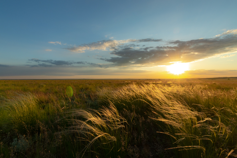 Orenburg steppe in spring. May 2020 - My, Steppe, Orenburg region, Longpost