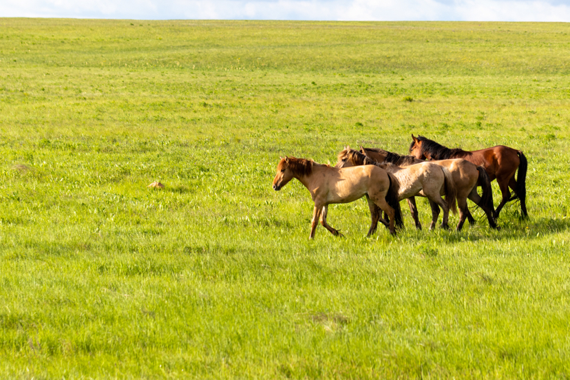 Orenburg steppe in spring. May 2020 - My, Steppe, Orenburg region, Longpost