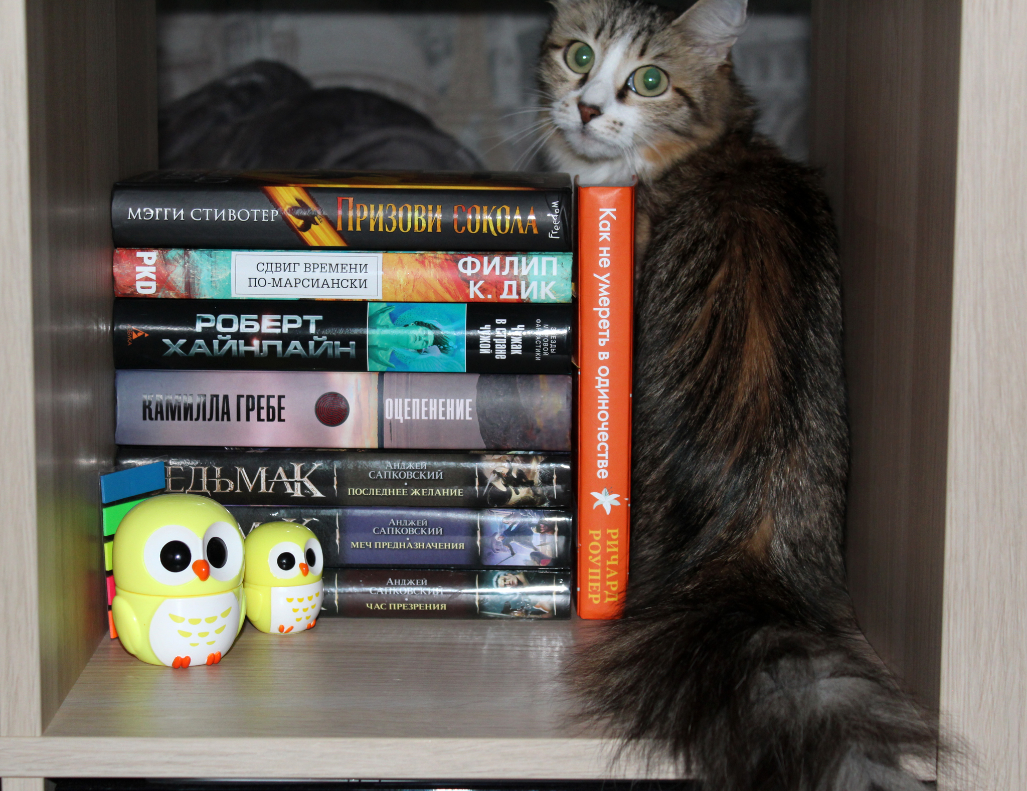 How to fill shelf space - My, cat, Bookshelf, Interior