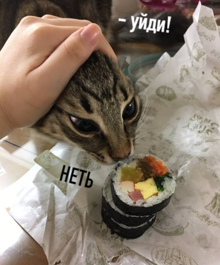 Every time I sit down to dinner - cat, Food, Longpost