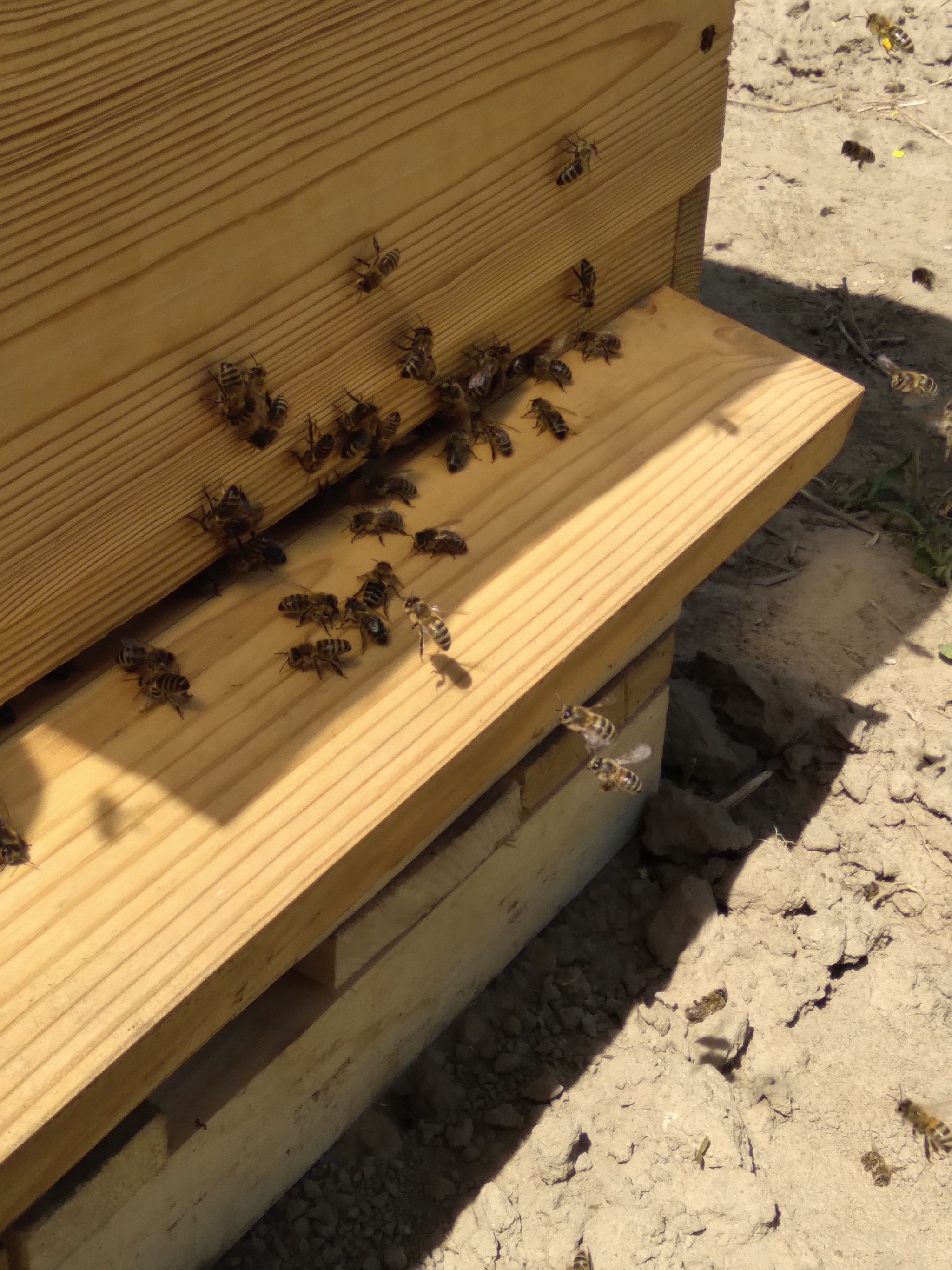 Hard worker in your feed - Bees, Work, Longpost