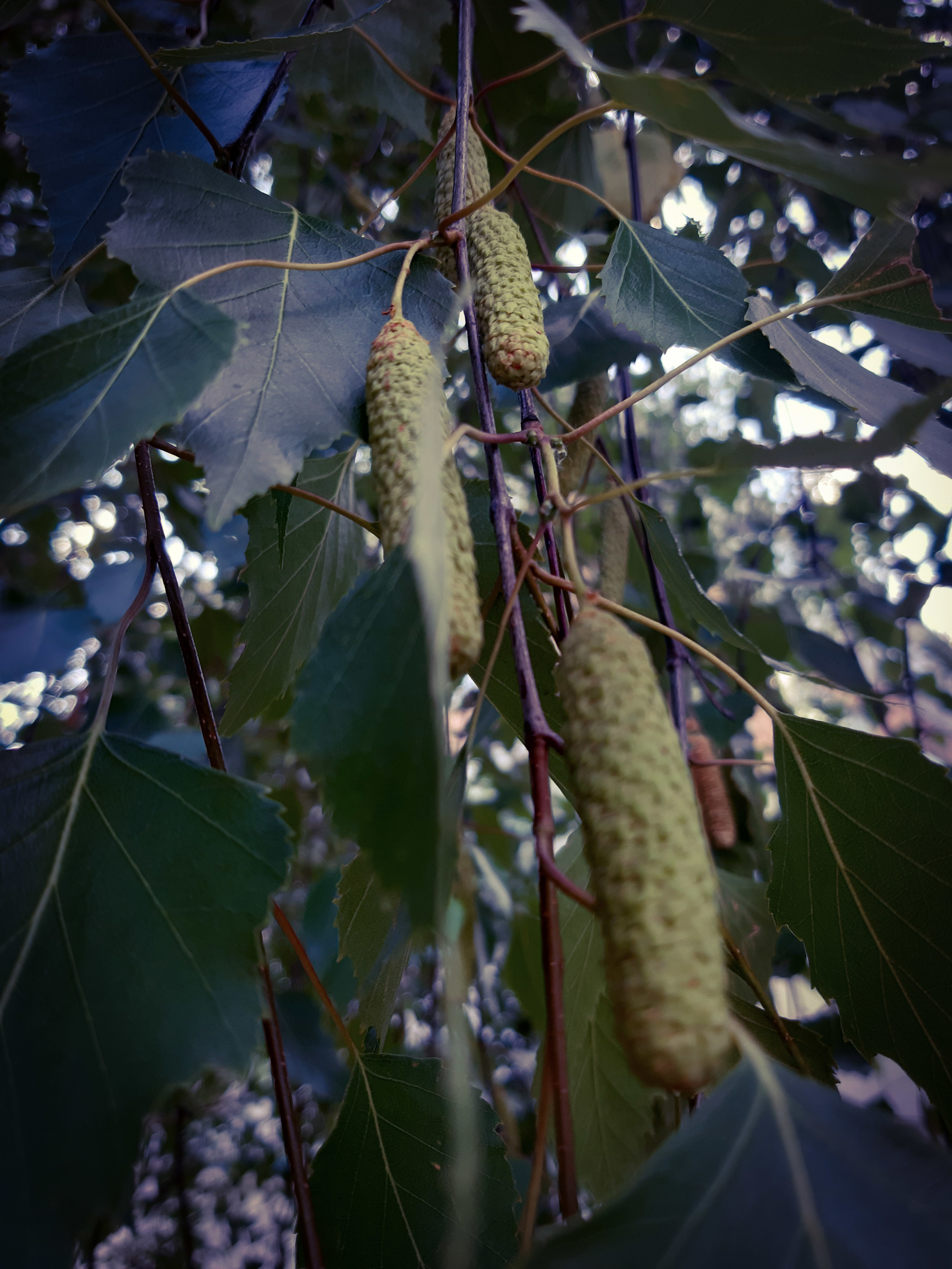 And again... - My, Nature, Walk, Mobile photography, Mound, Longpost