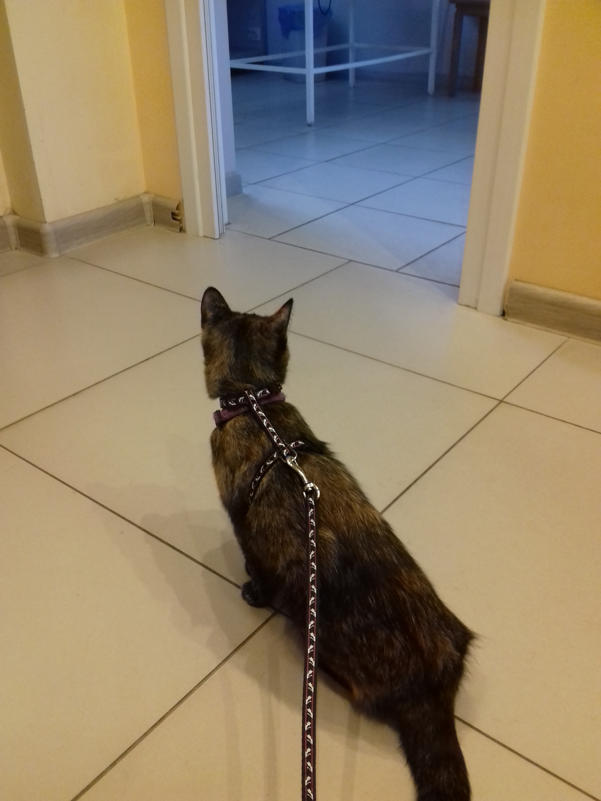 Review of the veterinary clinic - My, Vet clinic, cat, Sterilization, Longpost