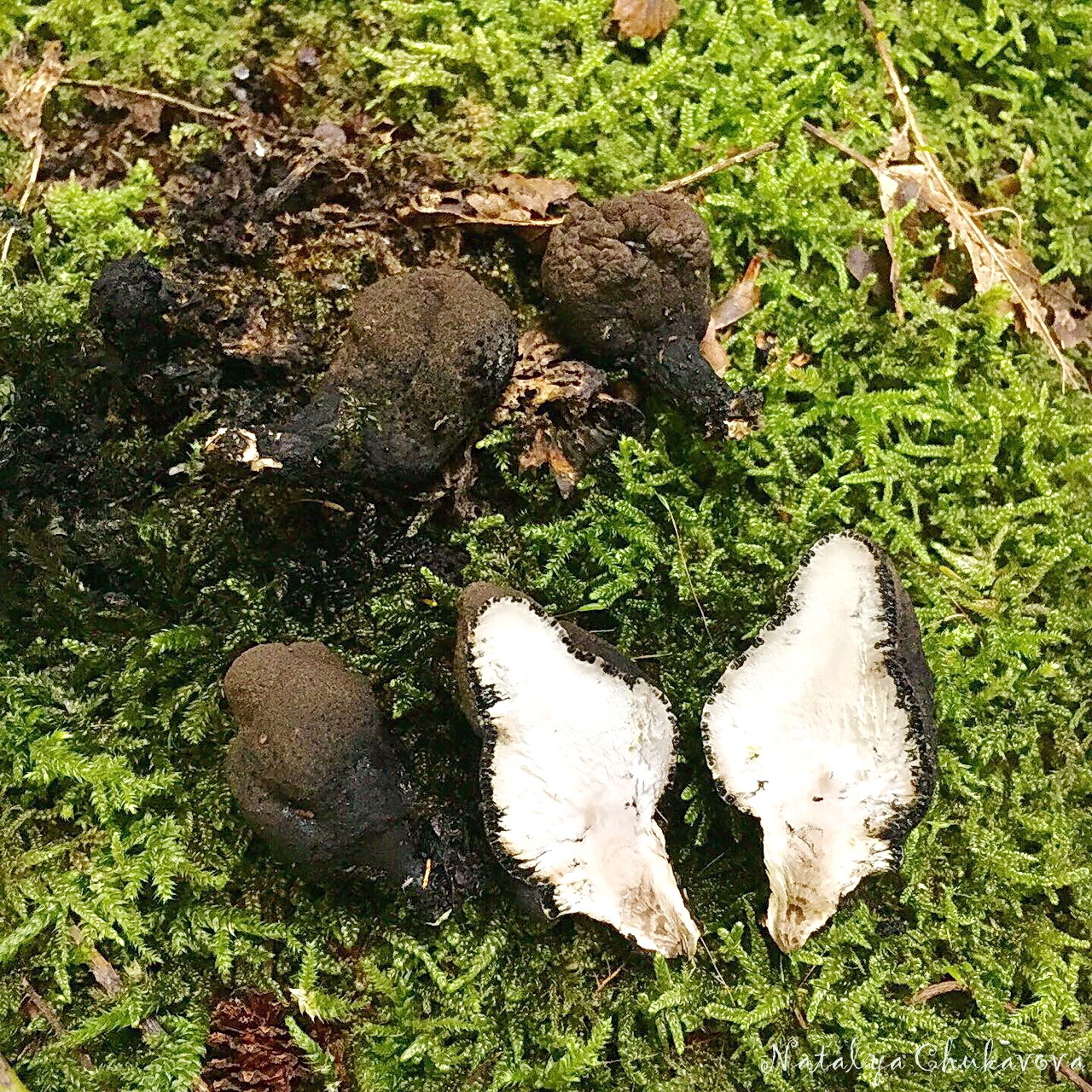 Xylaria multiforme, man's fingers - My, Mushrooms, Dead Man's Fingers, Sochi, Rosa Khutor, Longpost, Kripota