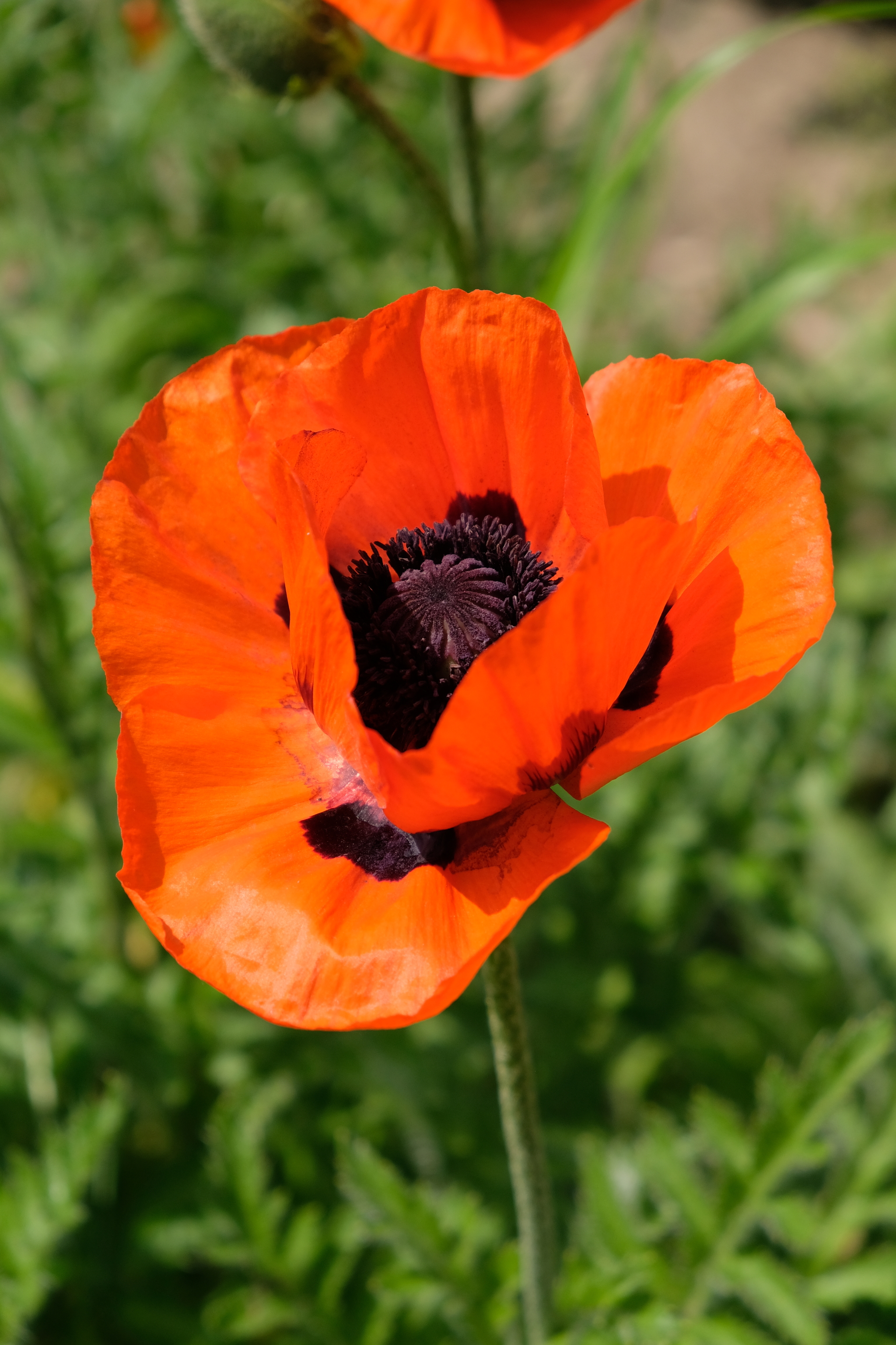 Poppies by the road - My, Flowers, Poppy, Fujifilm, Longpost