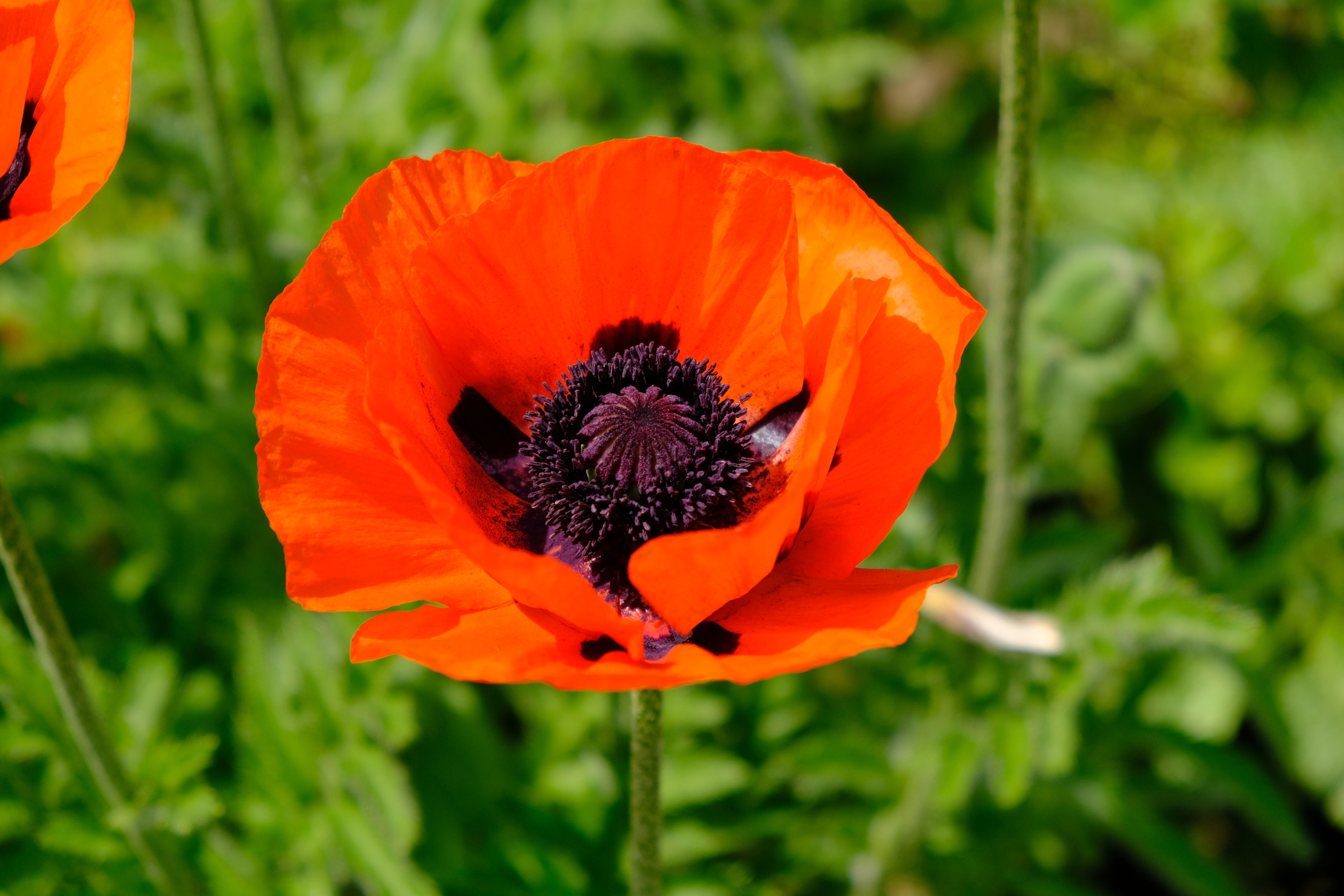 Poppies by the road - My, Flowers, Poppy, Fujifilm, Longpost