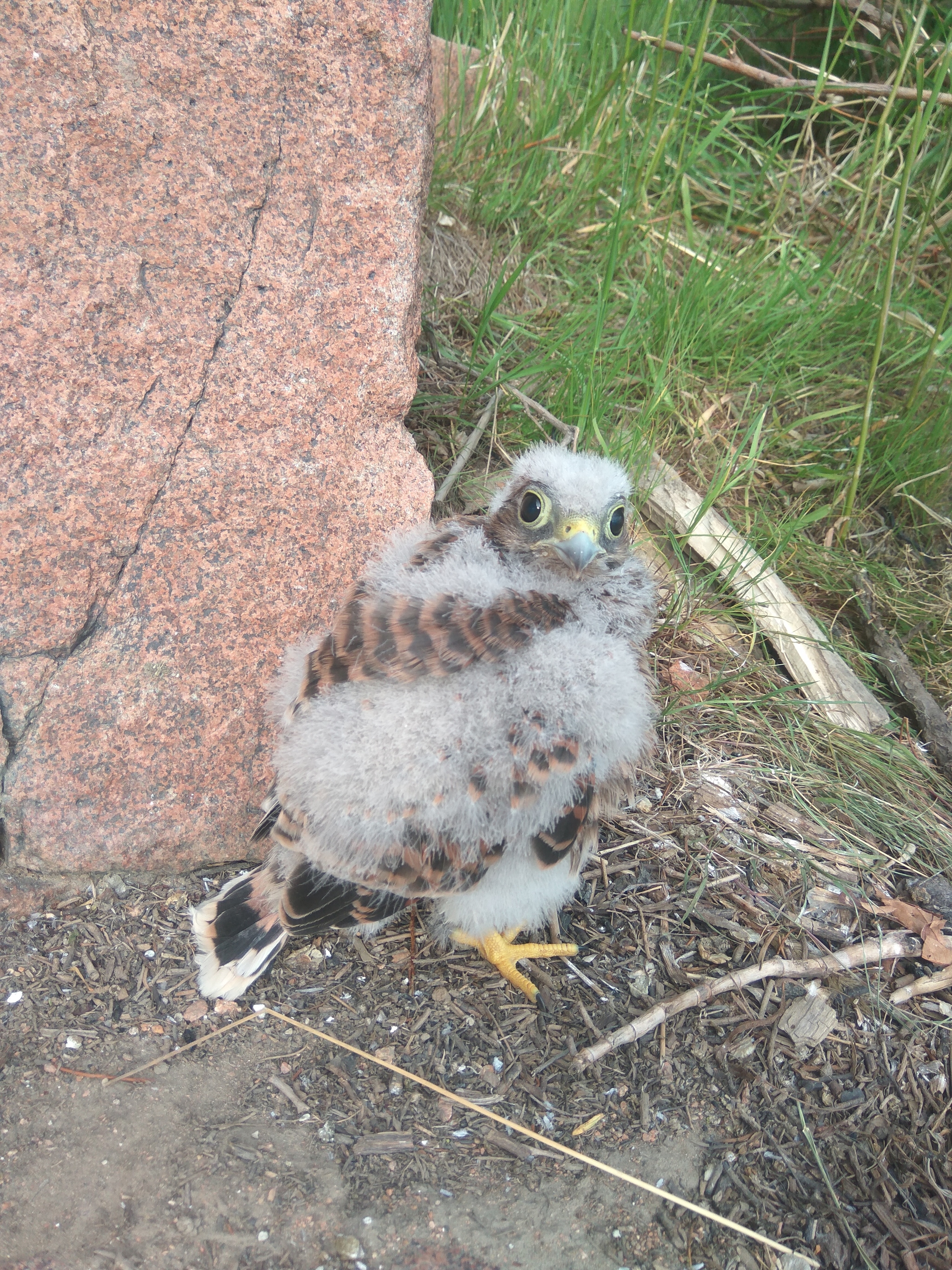 Eustrel - My, Kestrel, Falcon, Buryatia, Ulan-Ude, Longpost, Chick, Birds