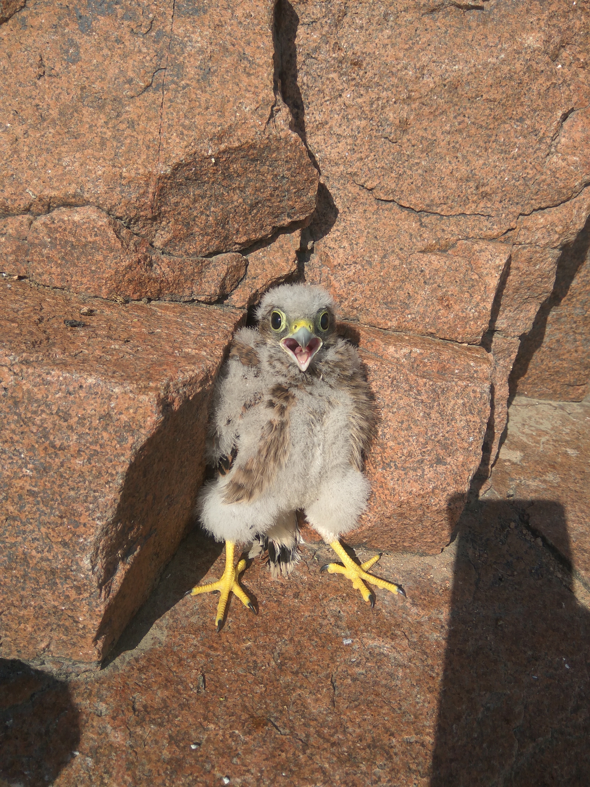 Eustrel - My, Kestrel, Falcon, Buryatia, Ulan-Ude, Longpost, Chick, Birds