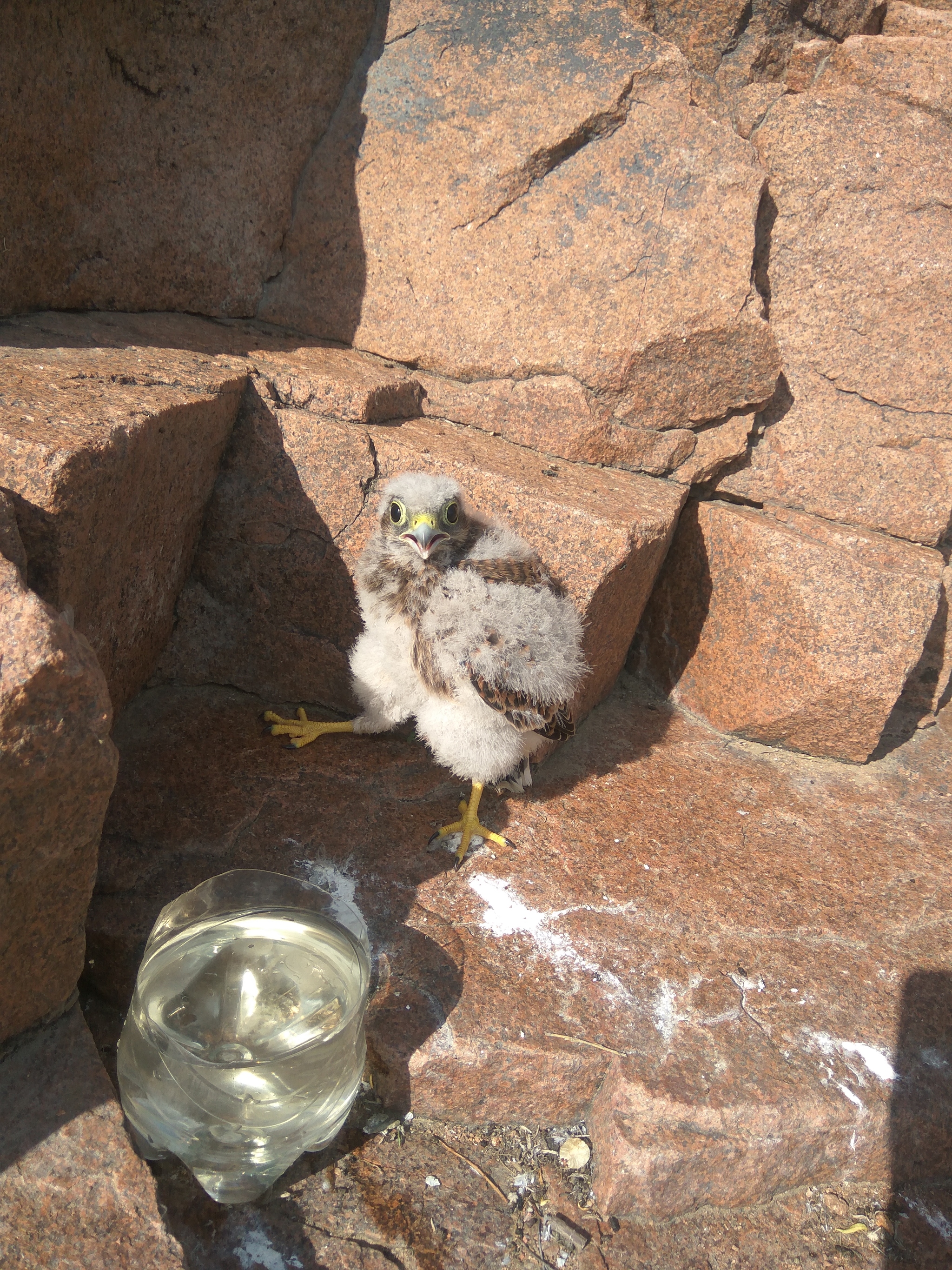 Eustrel - My, Kestrel, Falcon, Buryatia, Ulan-Ude, Longpost, Chick, Birds