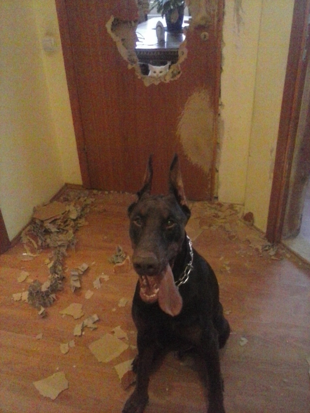 Do you want a Doberman? Think twice! - Doberman, Dog, Destruction, Understand forgive, Longpost, Screenshot