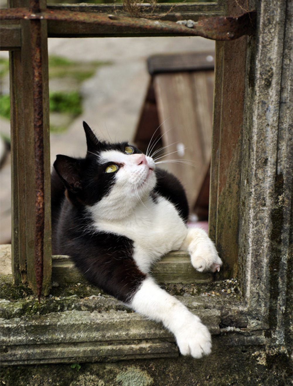 It seems the rain is starting... - cat, Mood, Window