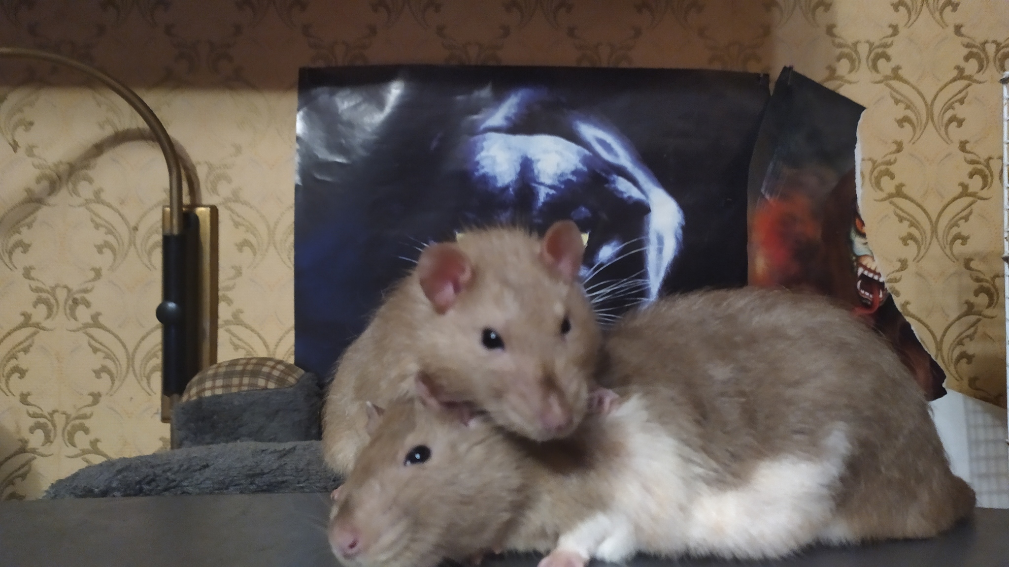 Rat everyday life #8 - My, Rat, Decorative rats, Animals, Longpost