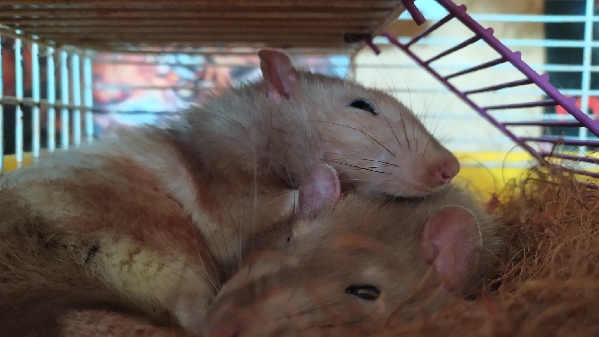 Rat everyday life #8 - My, Rat, Decorative rats, Animals, Longpost