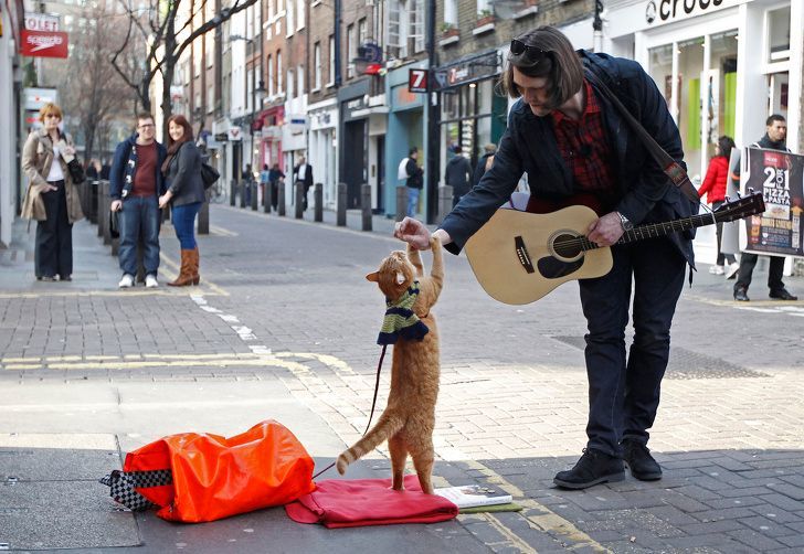 Bob went to the rainbow June 15, 2020 - Street cat named Bob, cat, Guitar, Interesting, Longpost