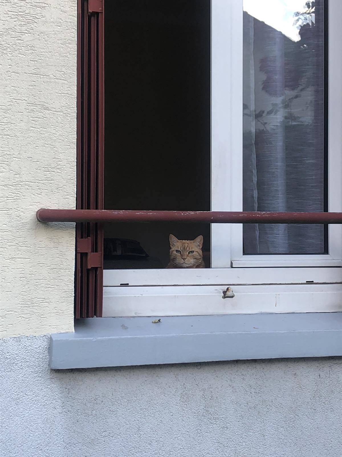 Severe French cat - My, cat, Mood, Window, The photo